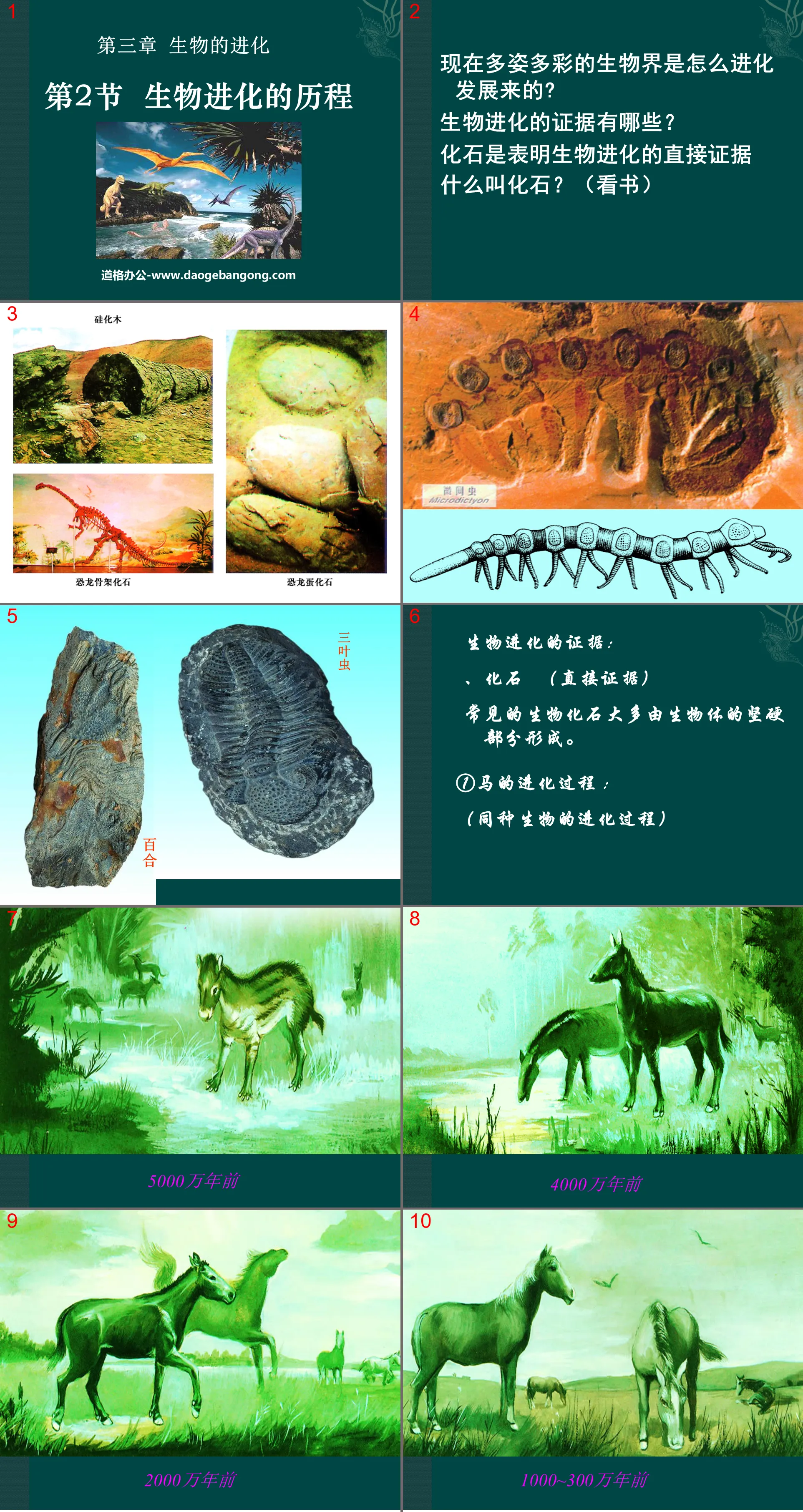 "The Course of Biological Evolution" Biological Evolution PPT Courseware 4