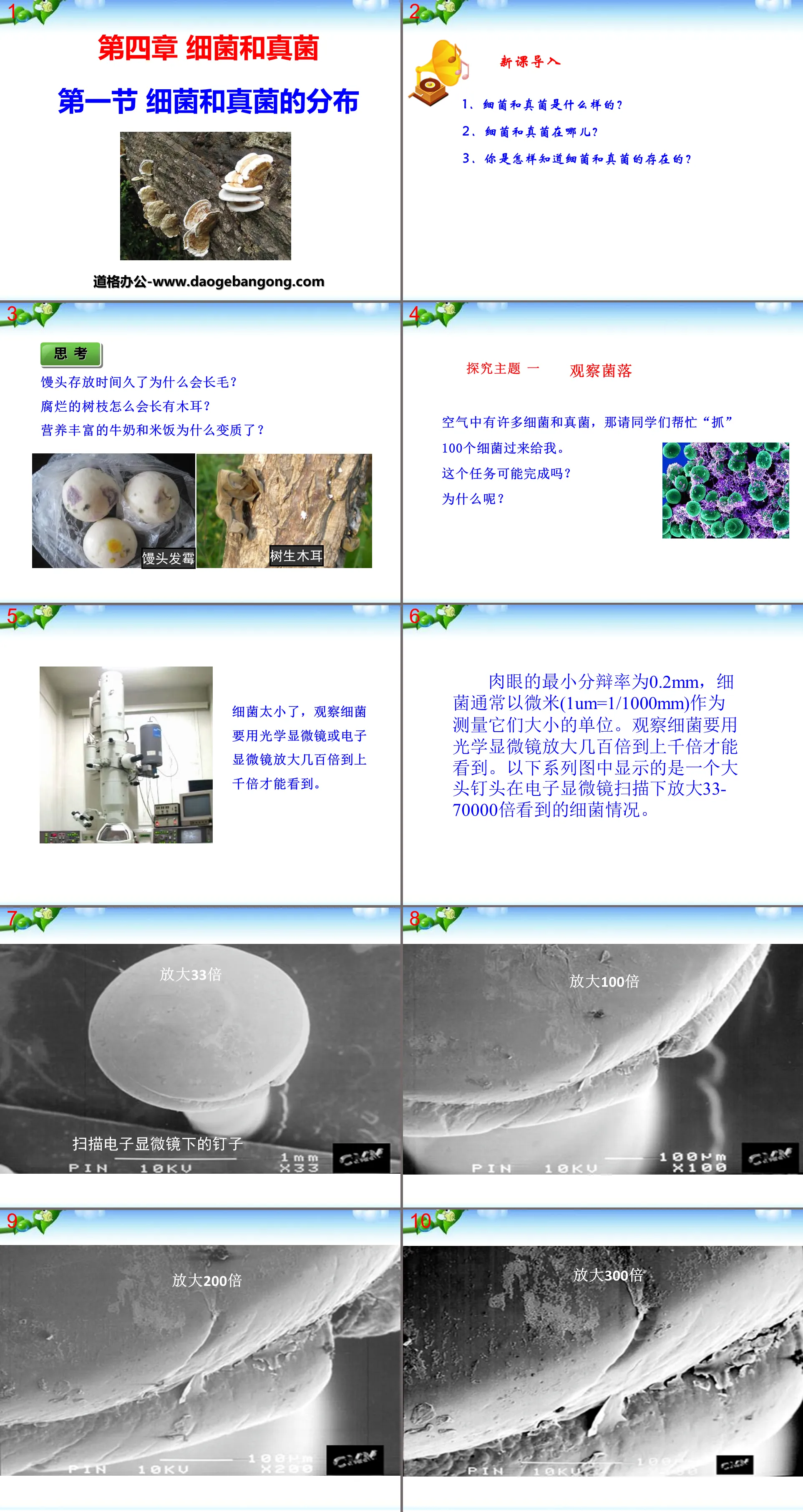 "Distribution of Bacteria and Fungi" Bacteria and Fungi PPT Courseware 8
