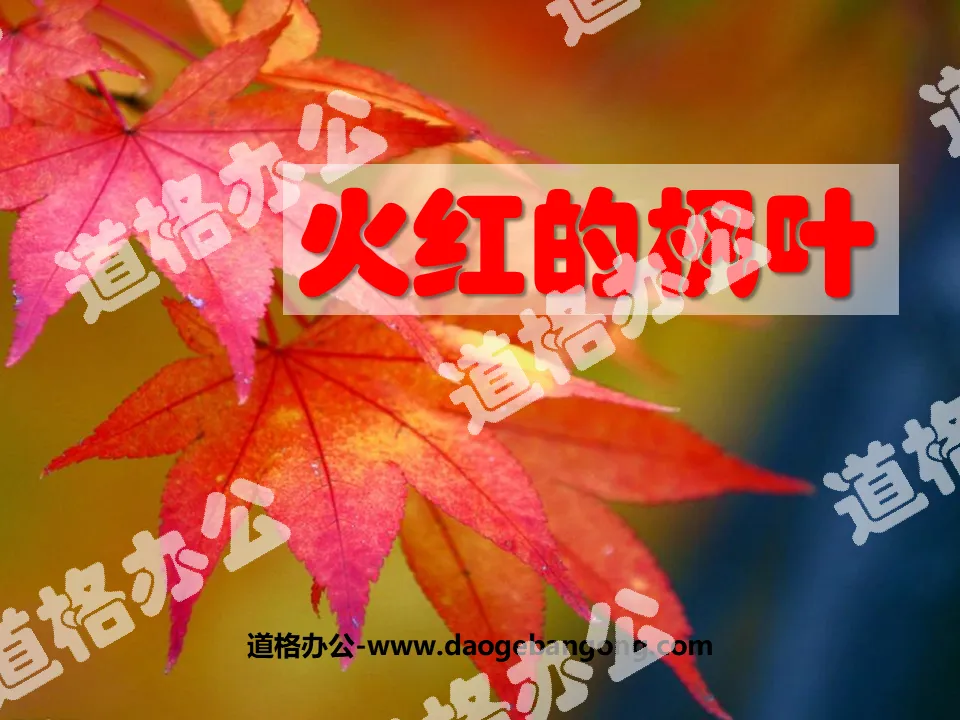 "Fiery Red Maple Leaf" PPT Courseware 2
