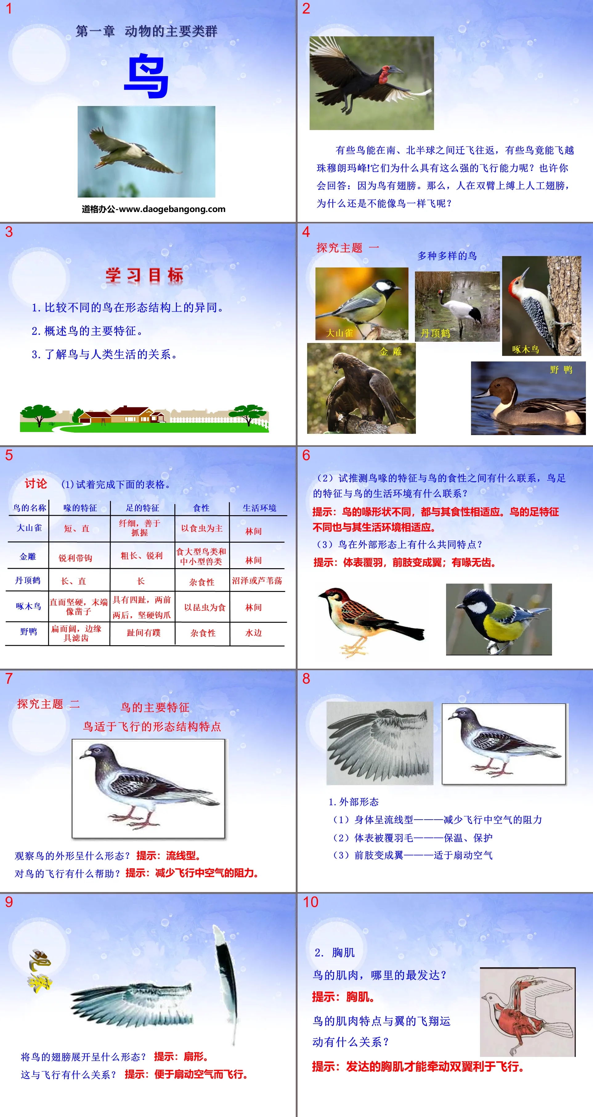 "Birds" Main Groups of Animals PPT Courseware 2