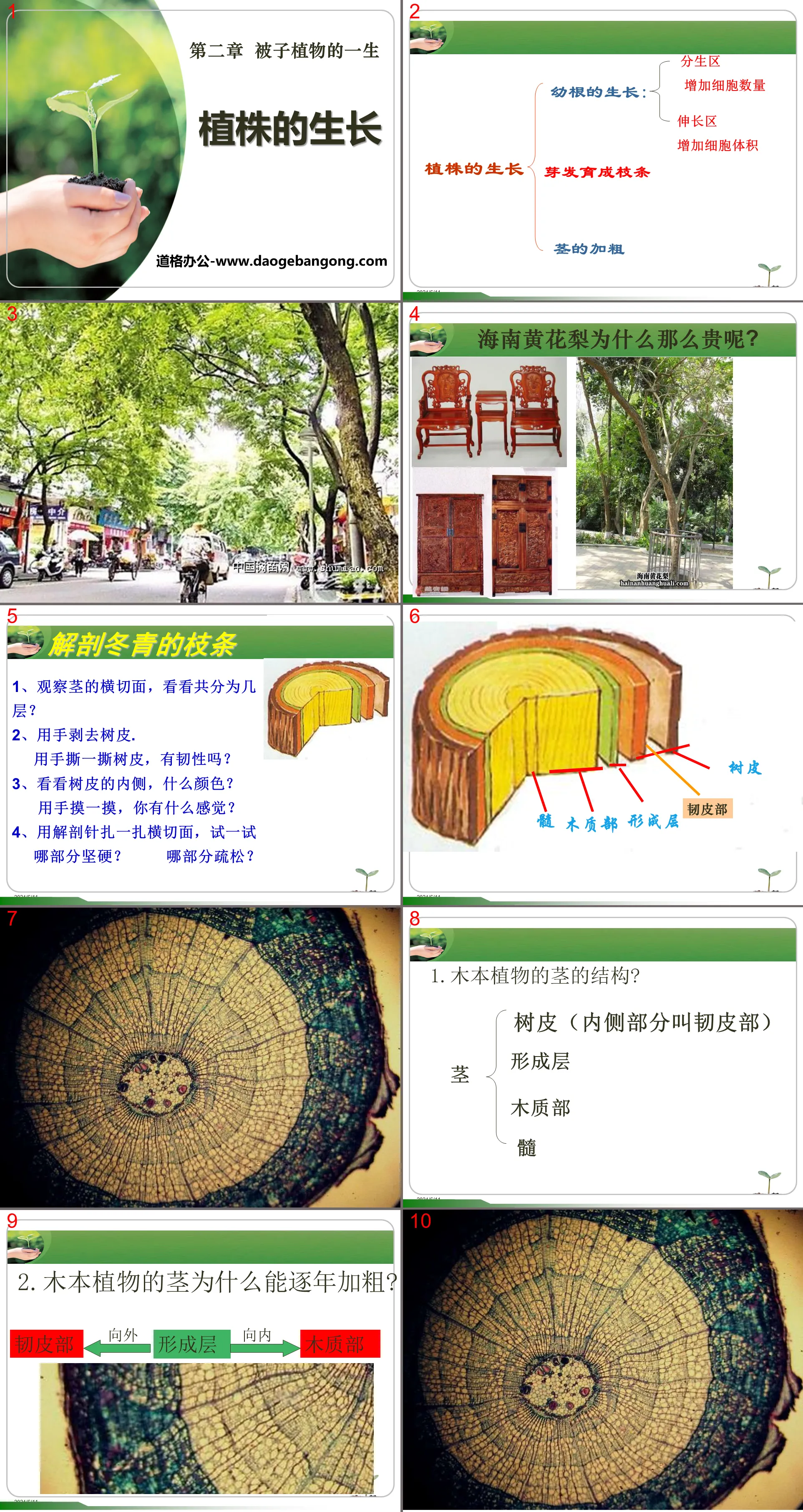 《植株的生長》被子植物的一生PPT課程5