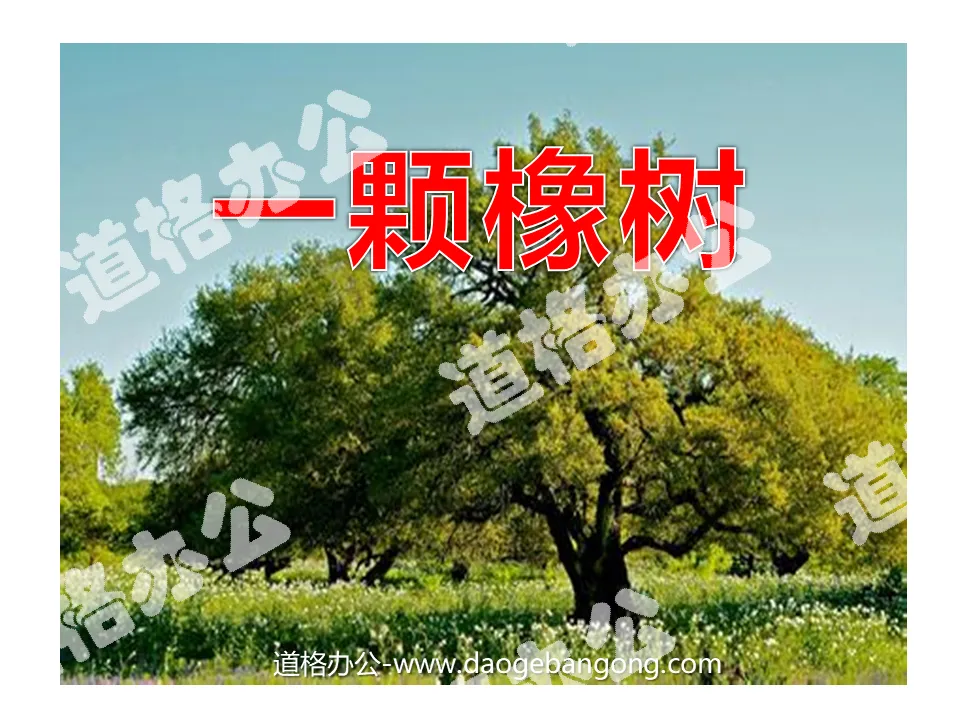 "An Oak Tree" PPT courseware