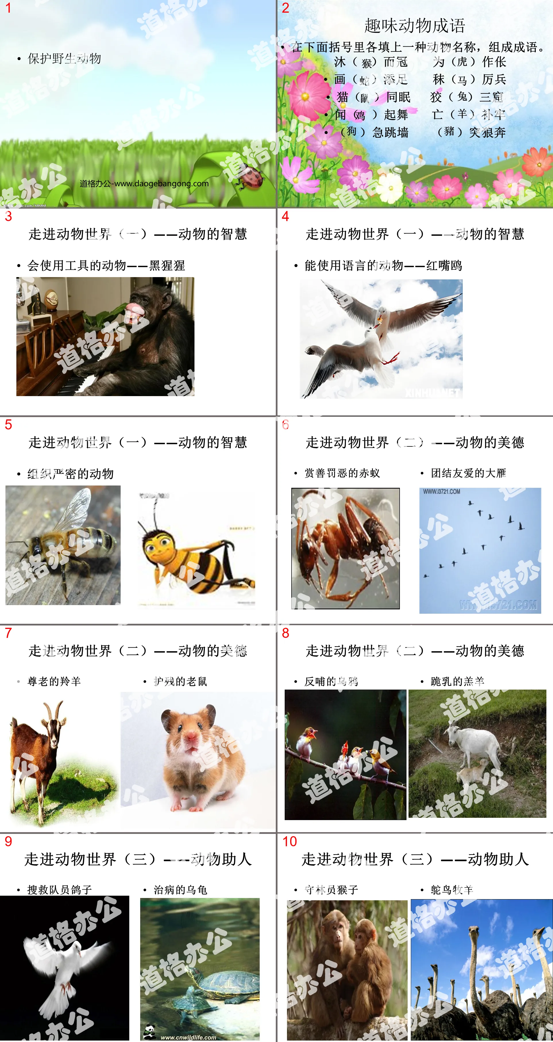 "Protecting Rare Wild Animals" PPT Courseware 3