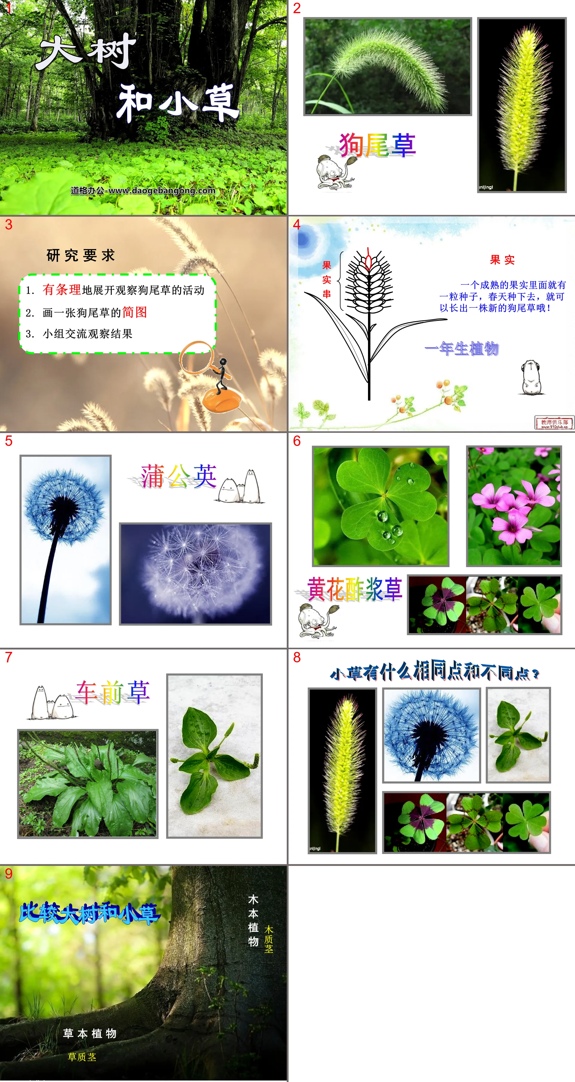 《大树和小草》植物PPT课件2
