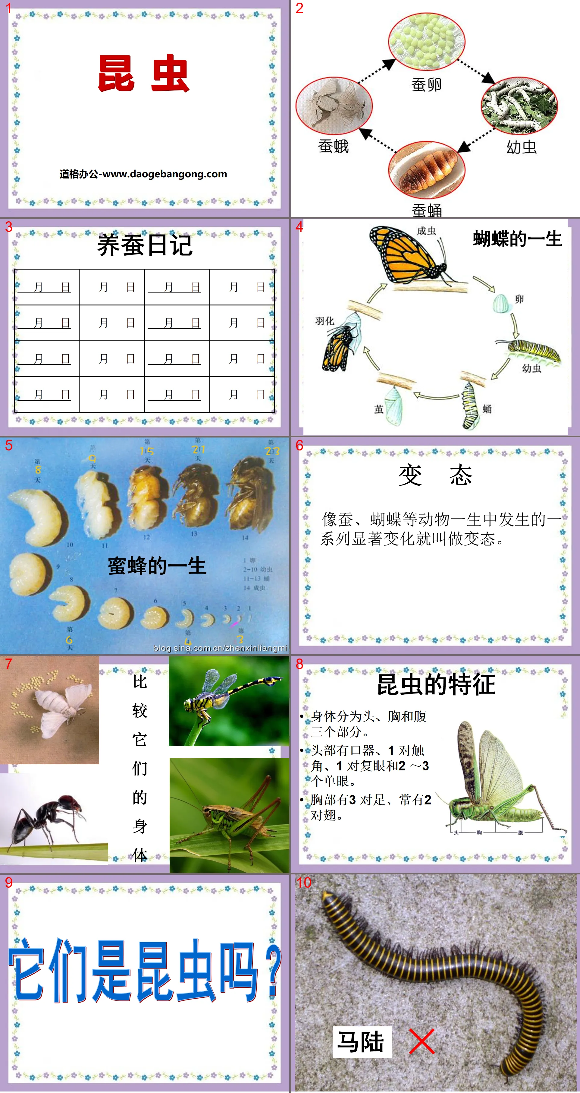 "Insects" Let's raise silkworms PPT courseware 2