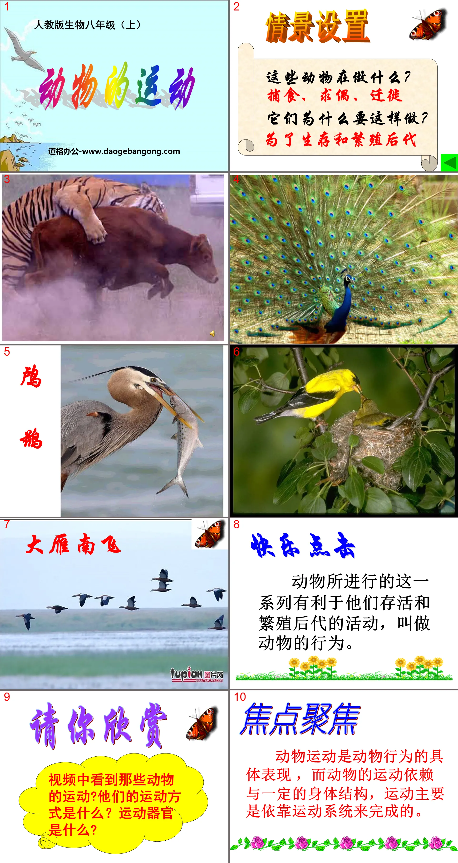 "Animal Movement" Animal Movement and Behavior PPT Courseware 5