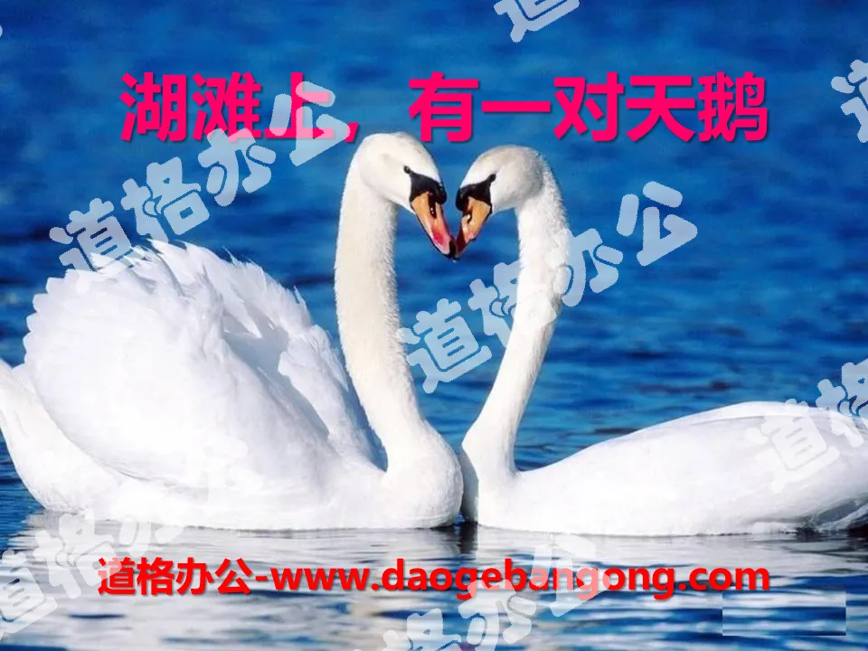 "On the beach, there is a pair of swans" PPT courseware 2