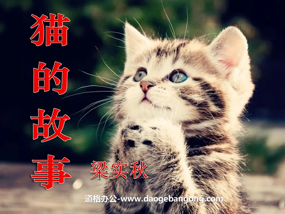 《猫的故事》PPT课件