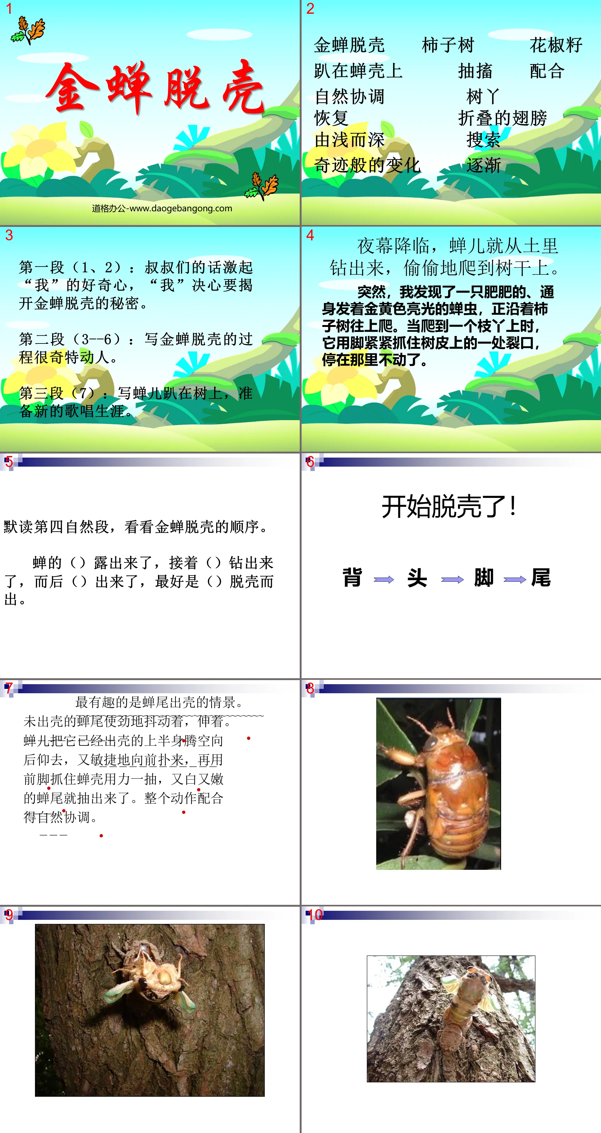 "The Golden Cicada Escapes" PPT Courseware 5