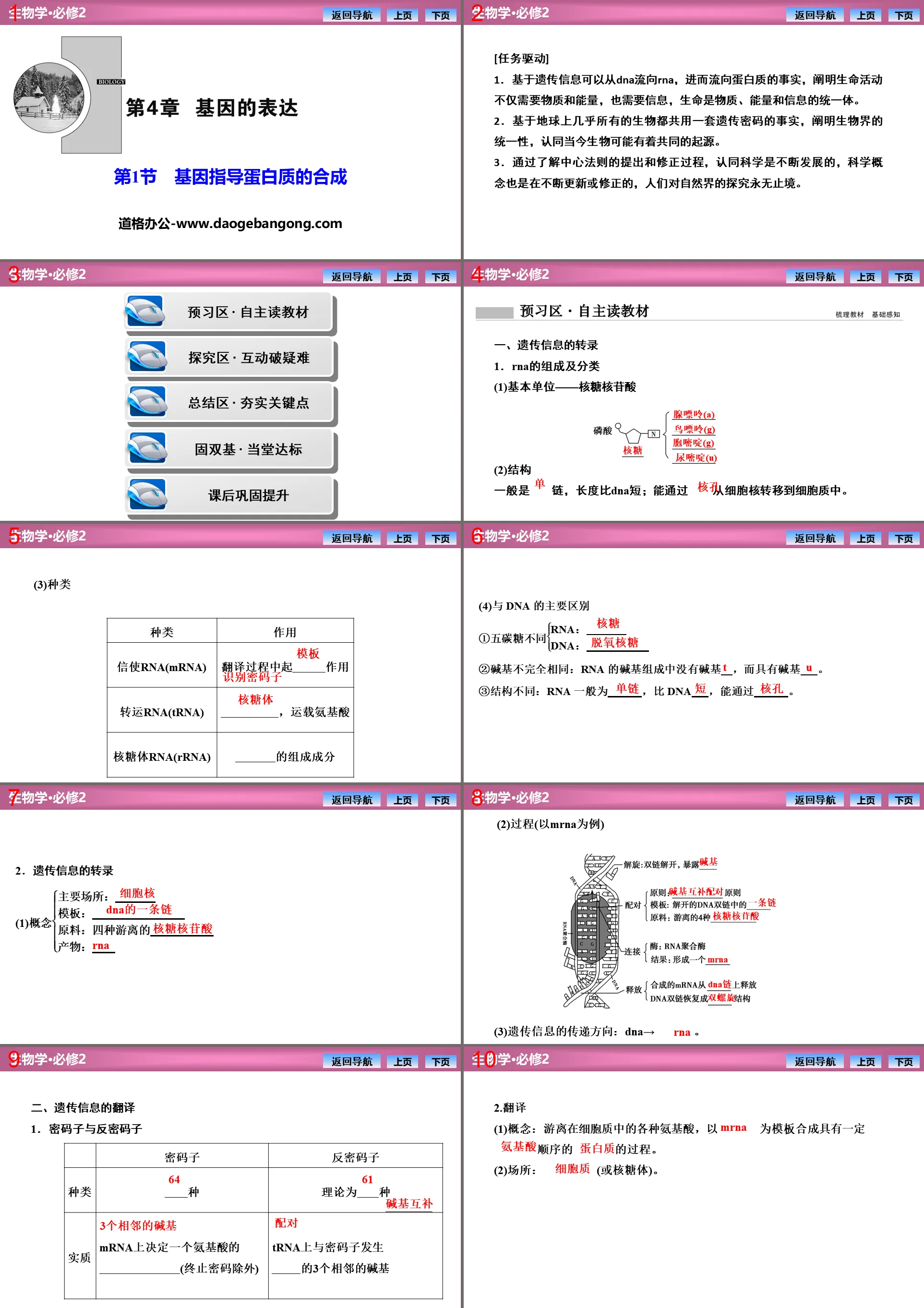 《基因指导蛋白质的合成》基因的表达PPT下载