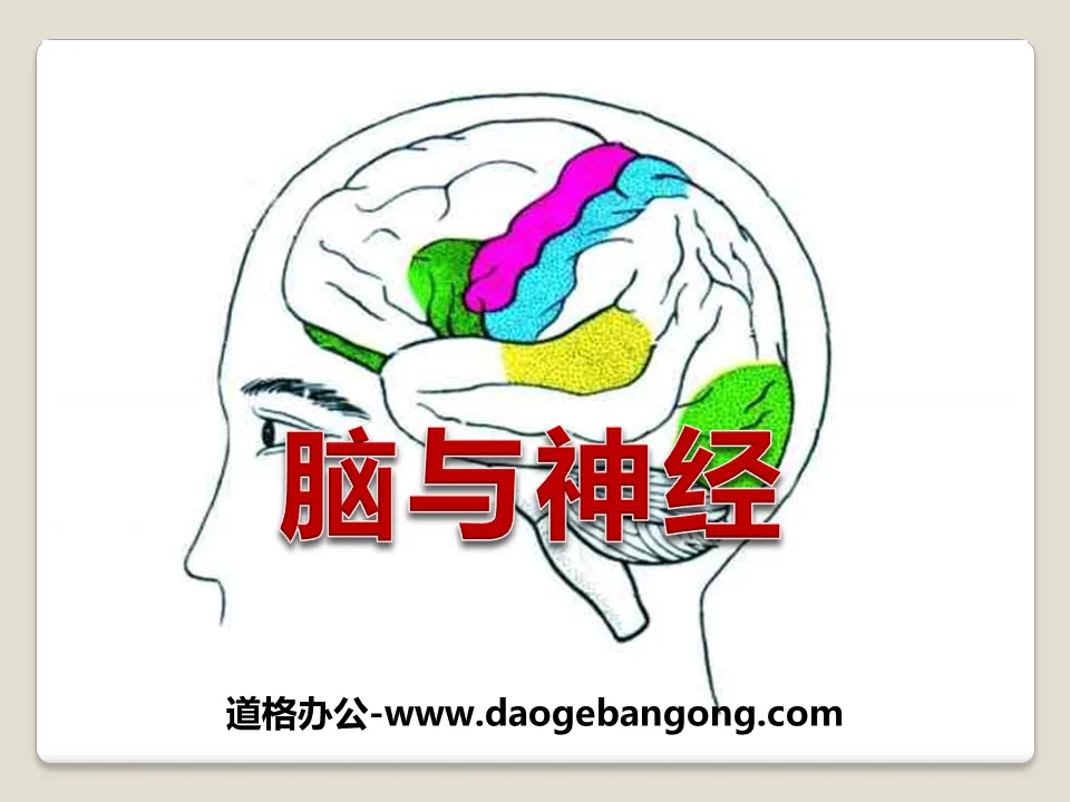 "Brain and Nerve" PPT