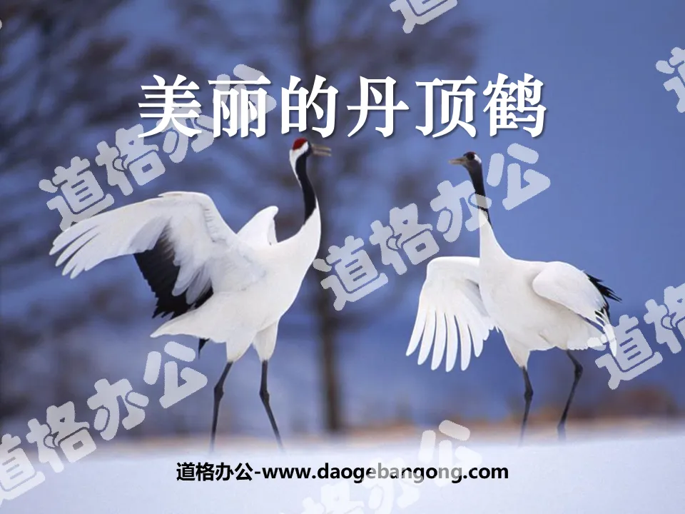 "Beautiful Red-crowned Crane" PPT courseware 3