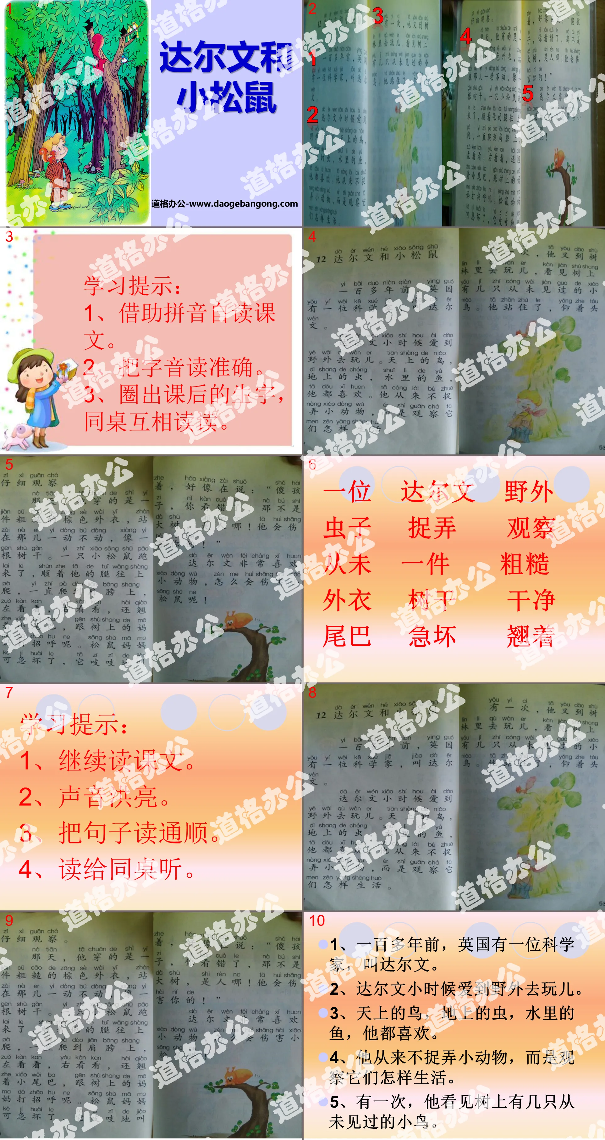 《達爾文和小松鼠》PPT課件3