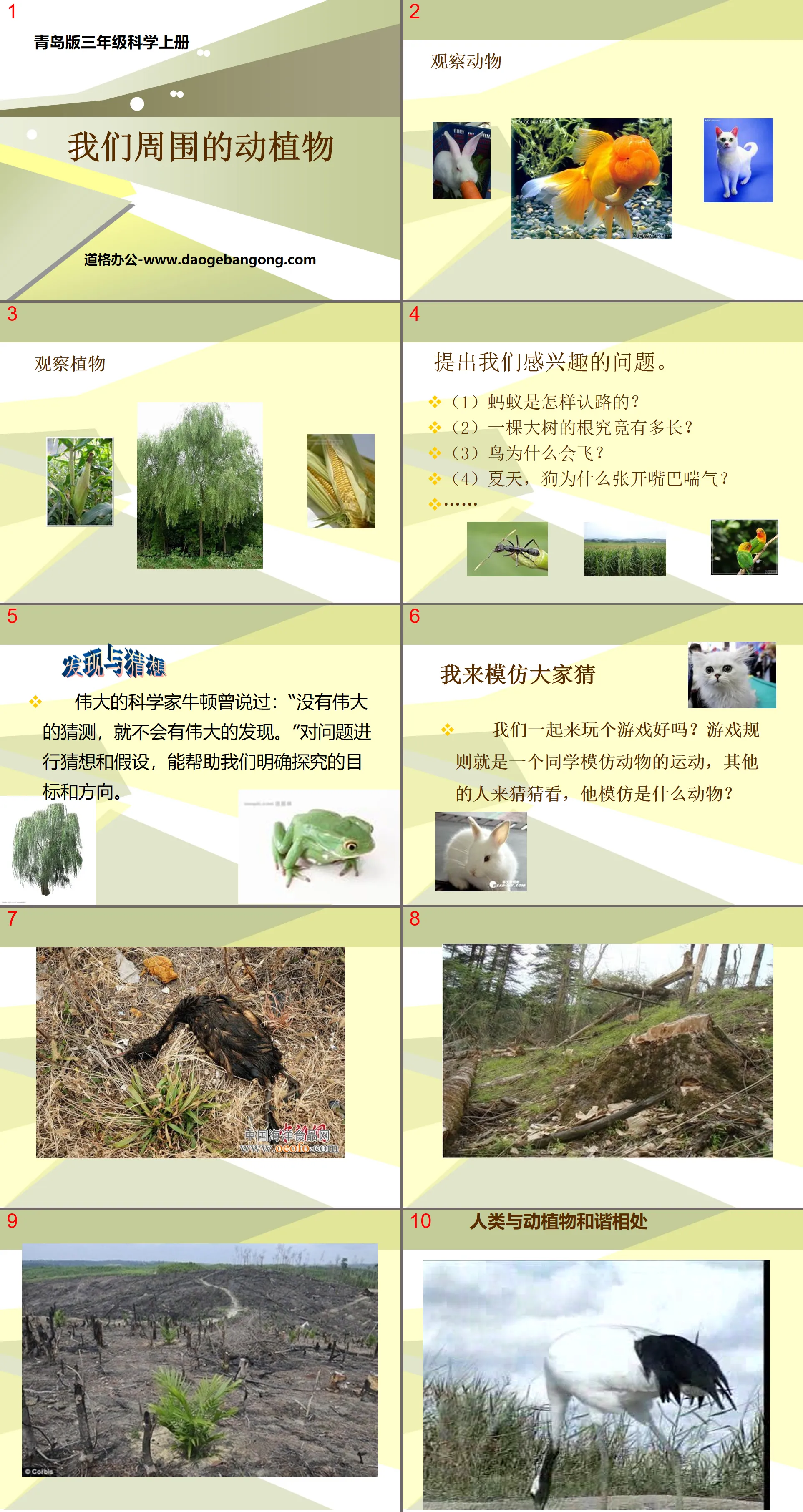 《 我们周围的动植物 》PPT