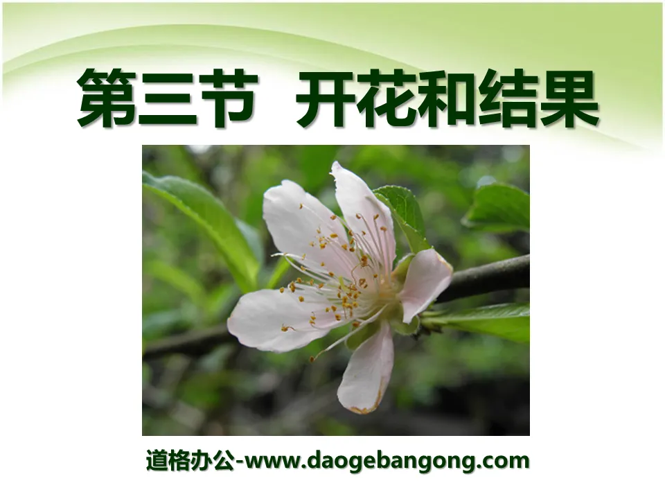 "Blooming and Fruiting" Life of Angiosperms PPT Courseware 3
