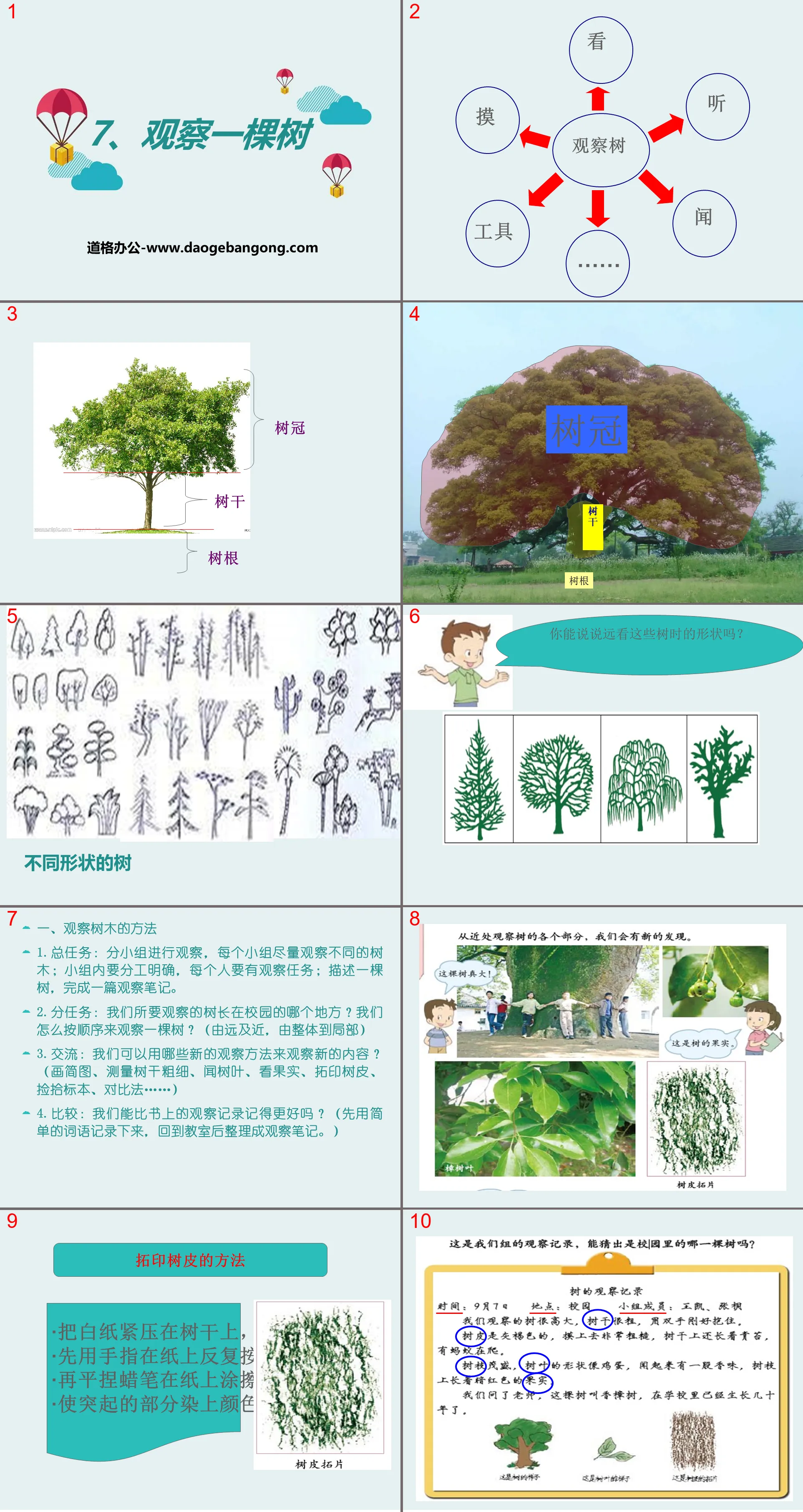 《觀察一棵樹》尋訪校園裡的動植物PPT課程4
