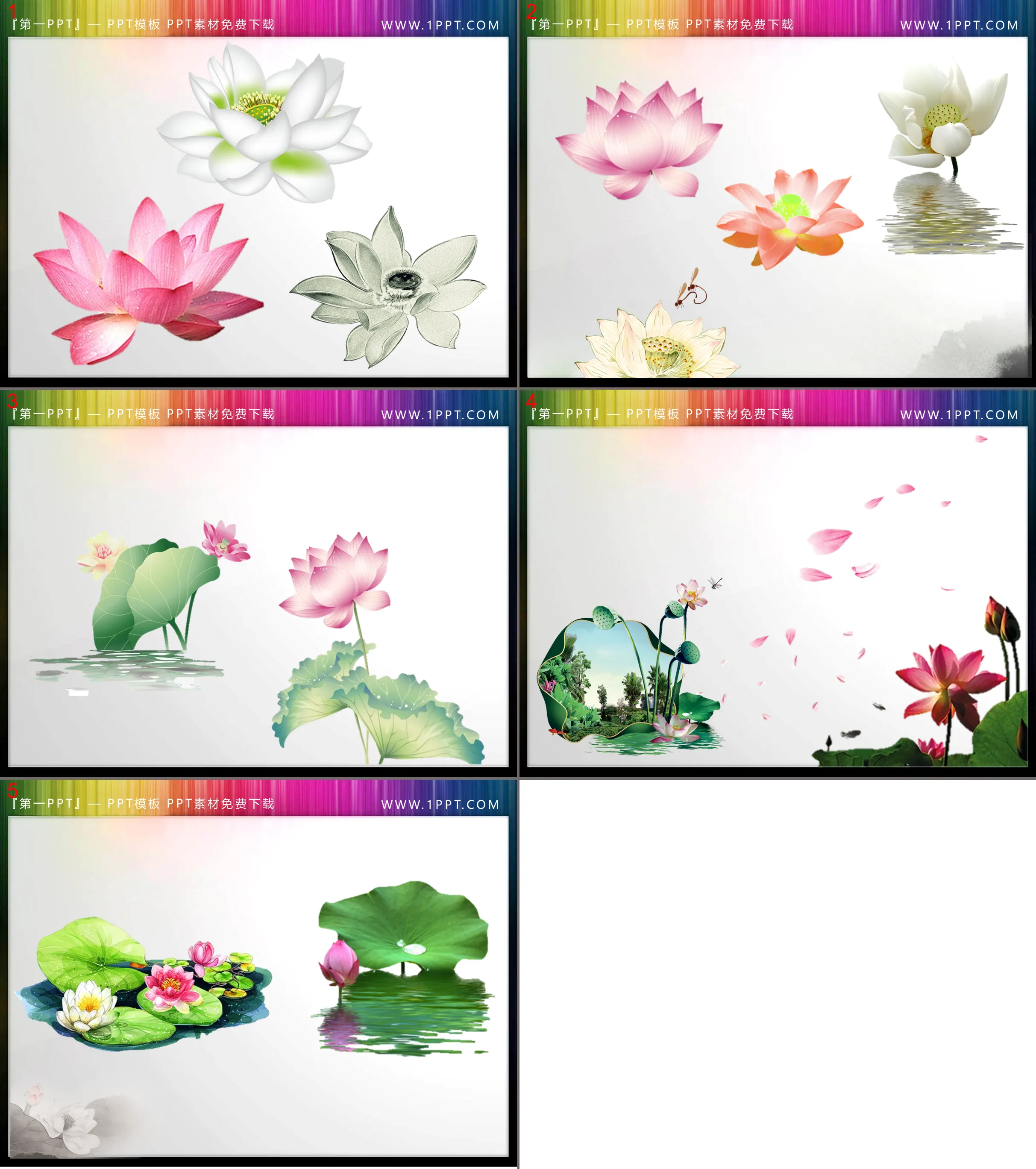 12 sets of transparent lotus leaf PPT material