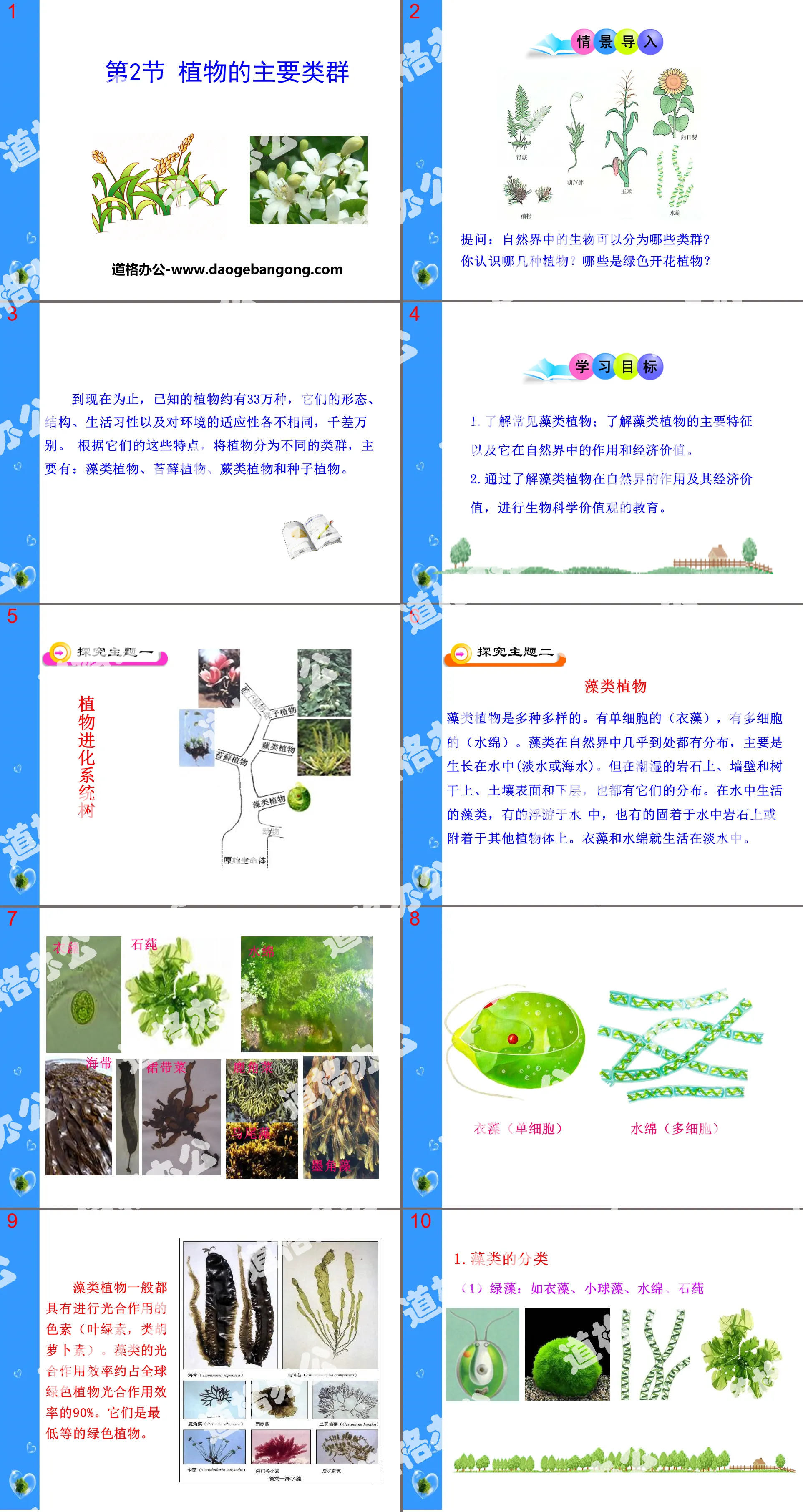 《植物的主要类群》PPT