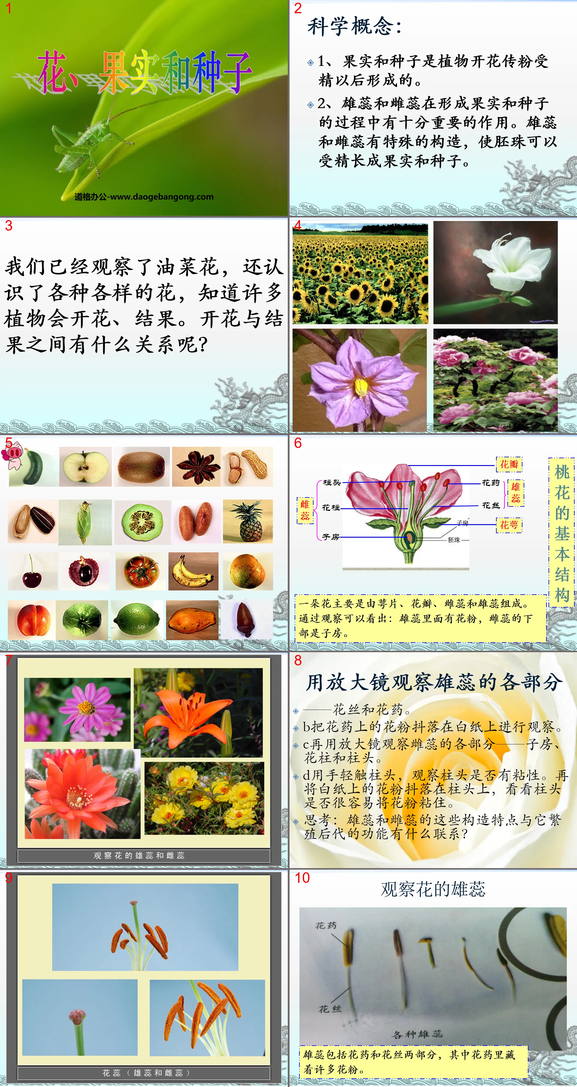 "Flowers, Fruits and Seeds" New Life PPT Courseware