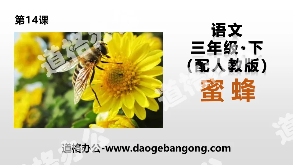 "Bee" PPT download