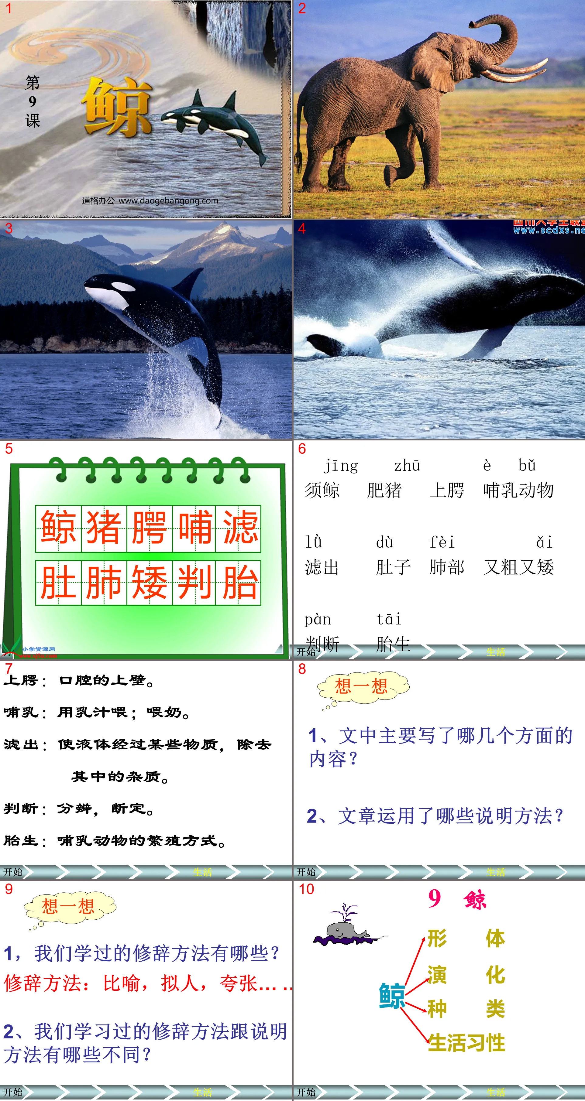 "Whale" PPT courseware download 4