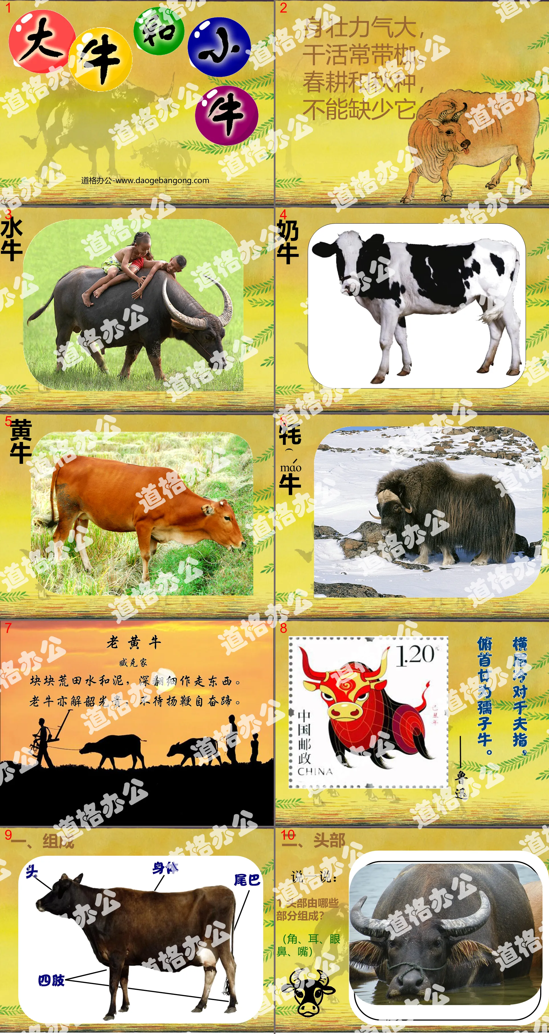 "Big Cow and Little Cow" PPT courseware