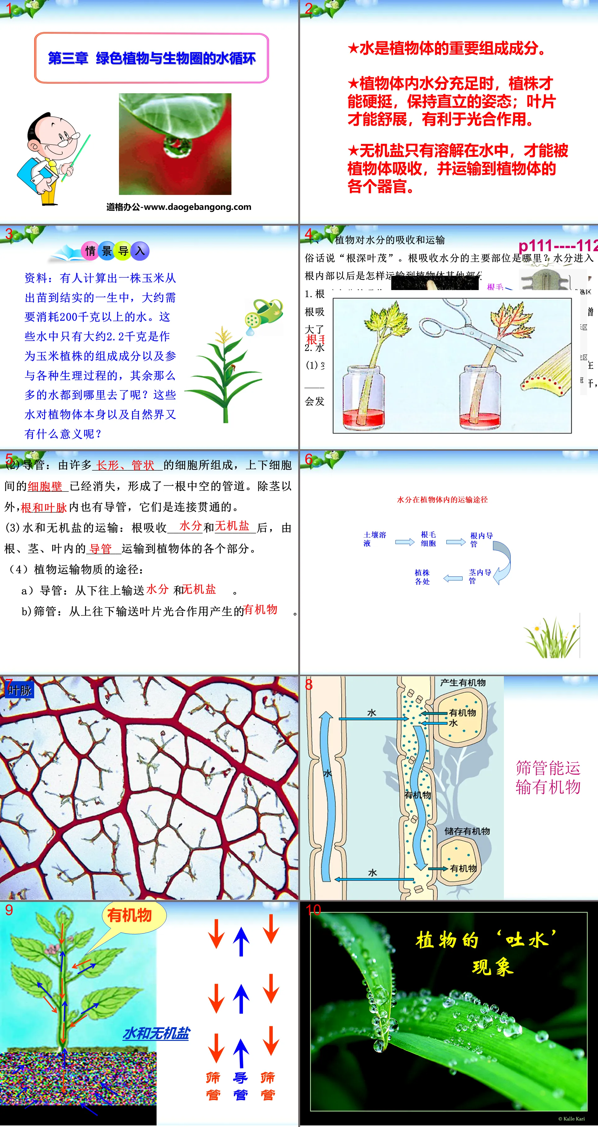 《綠色植物與生物圈的水循環》PPT課程2