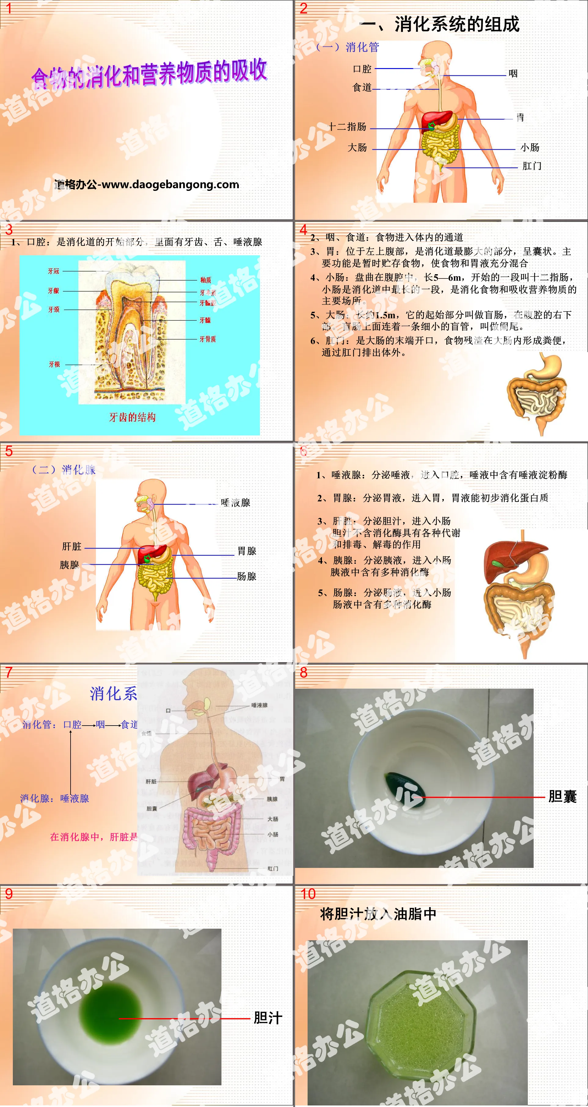 《食物的消化和营养物质的吸收》PPT