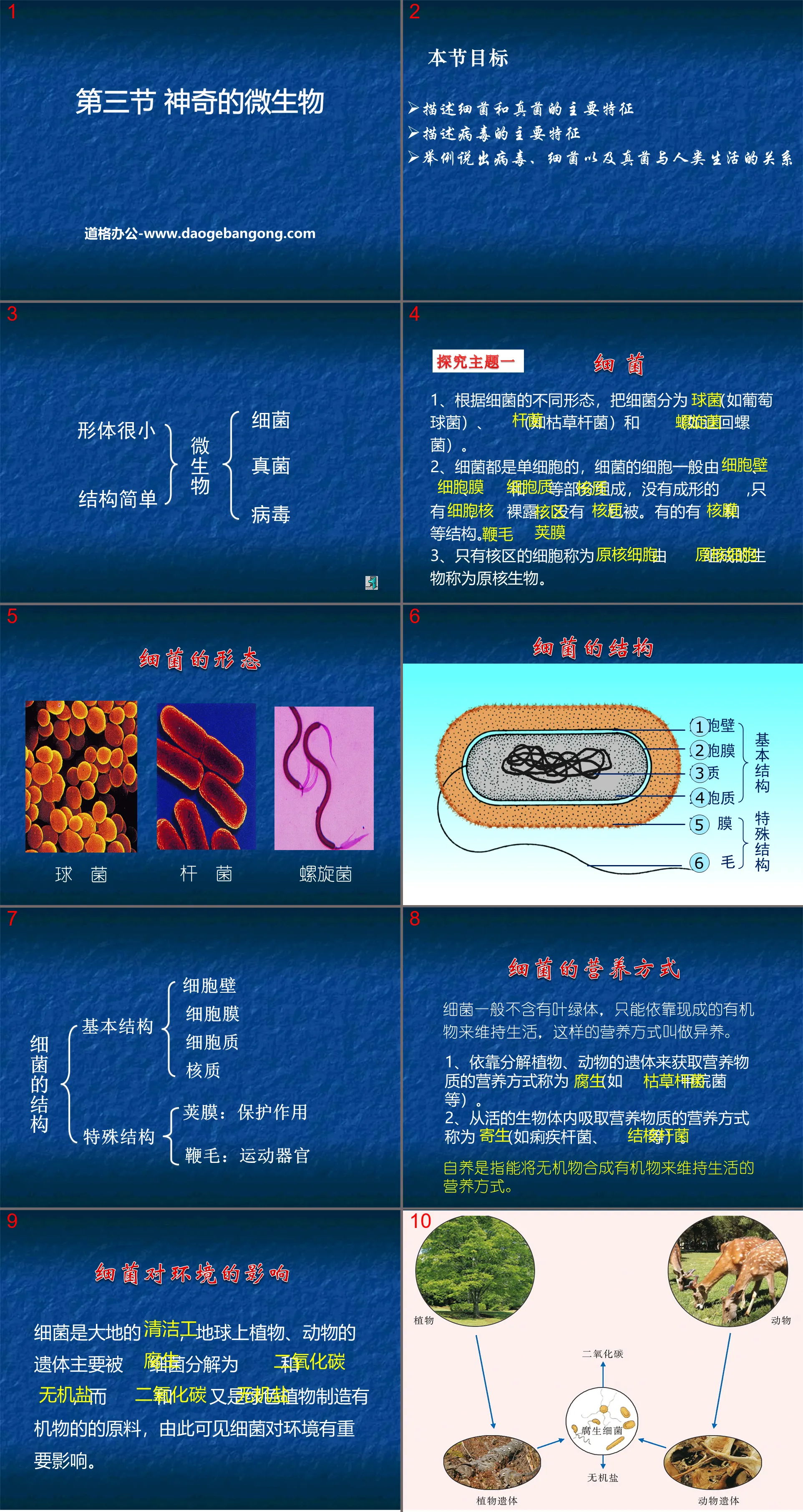 《神奇的微生物》PPT