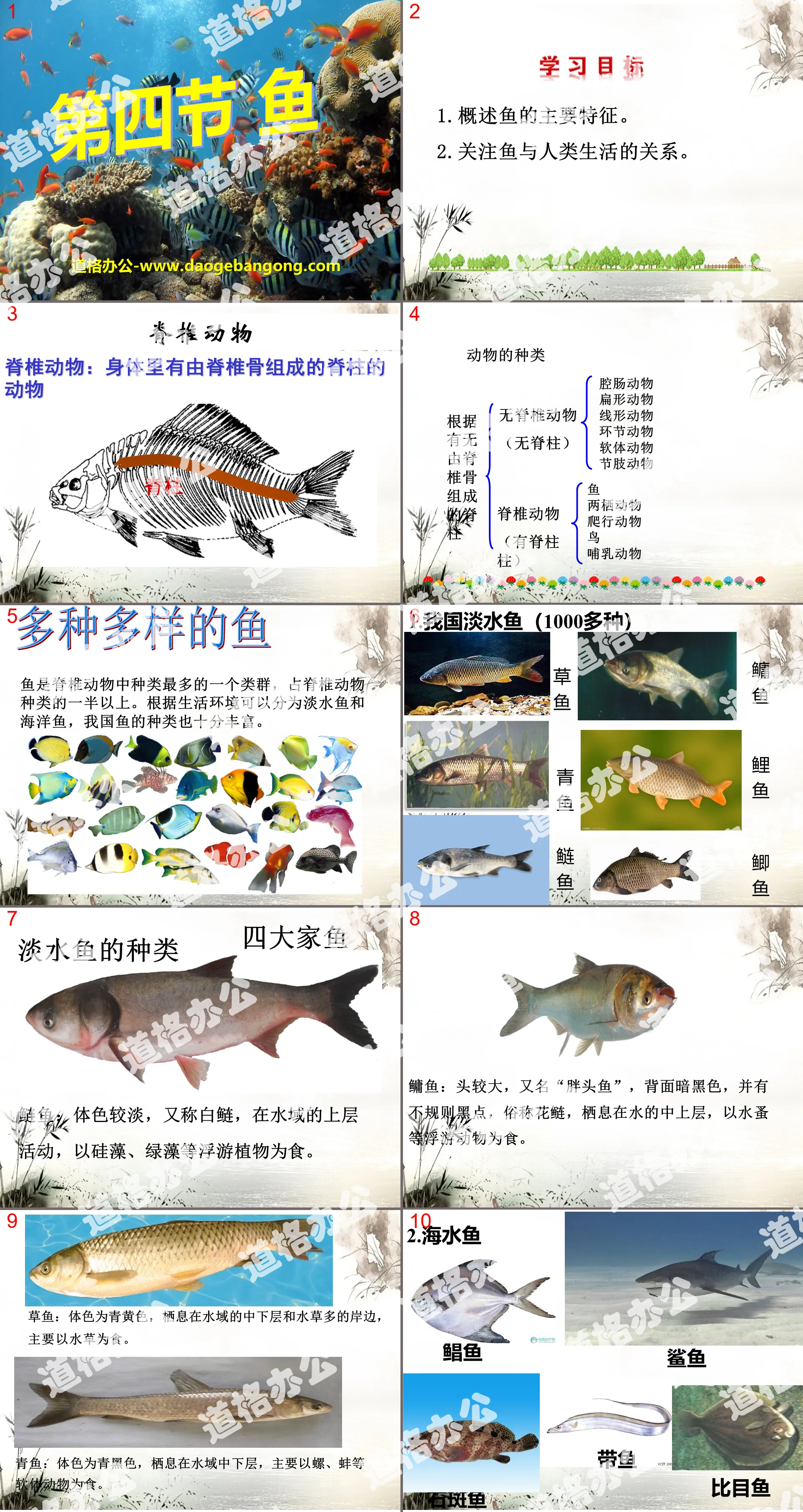 《鱼》动物的主要类群PPT课件5