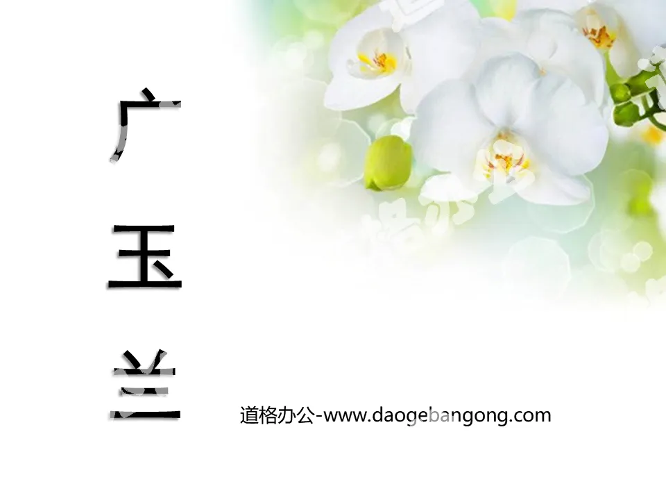"Magnolia Guang" PPT courseware 4