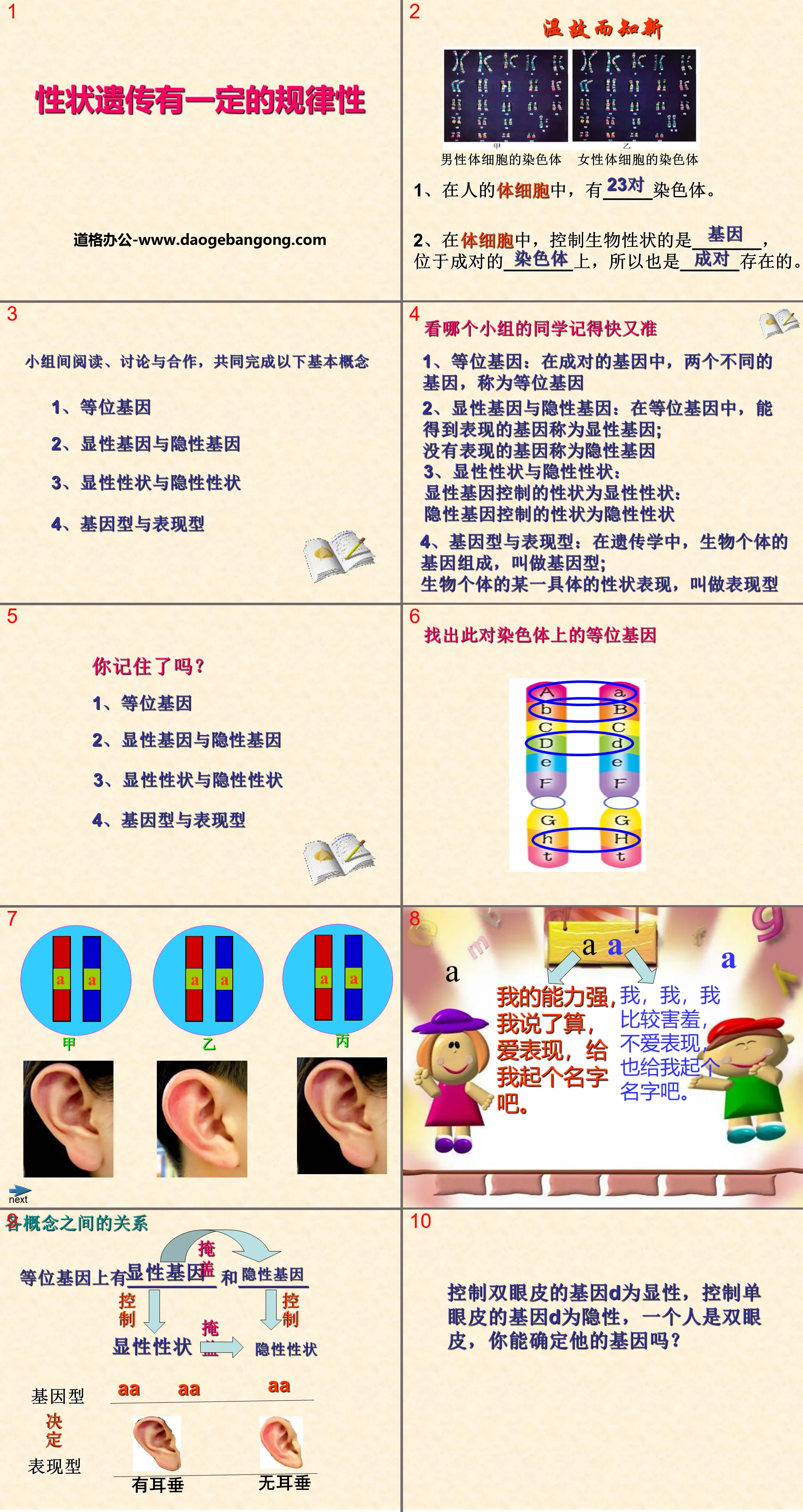 《性状遗传有一定的规律性》PPT课件