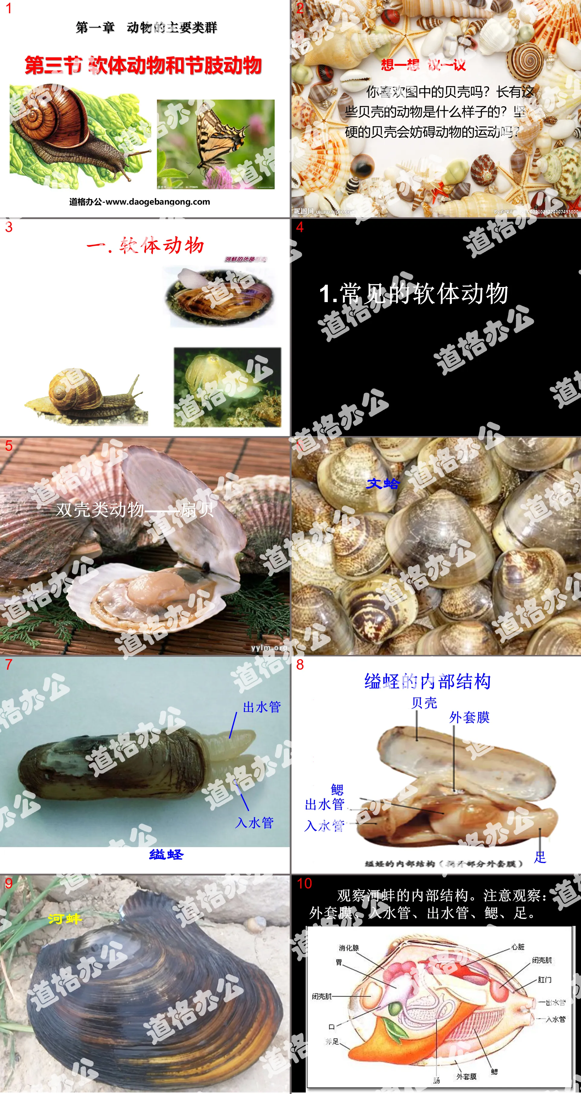 "Mollusks and Arthropods" Main Groups of Animals PPT Courseware 5
