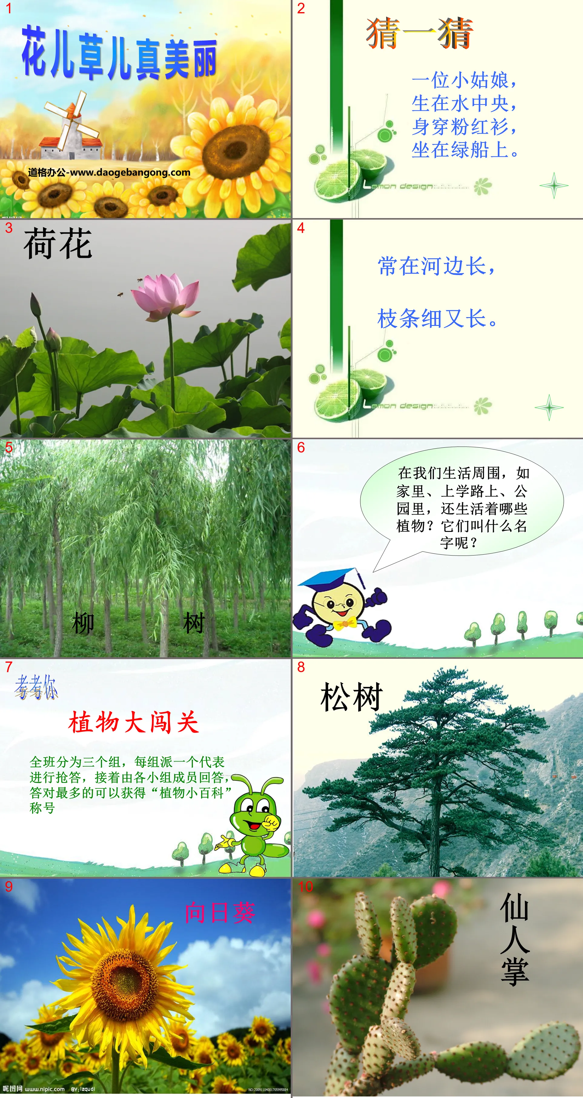 《花兒草兒真美麗》PPT課件