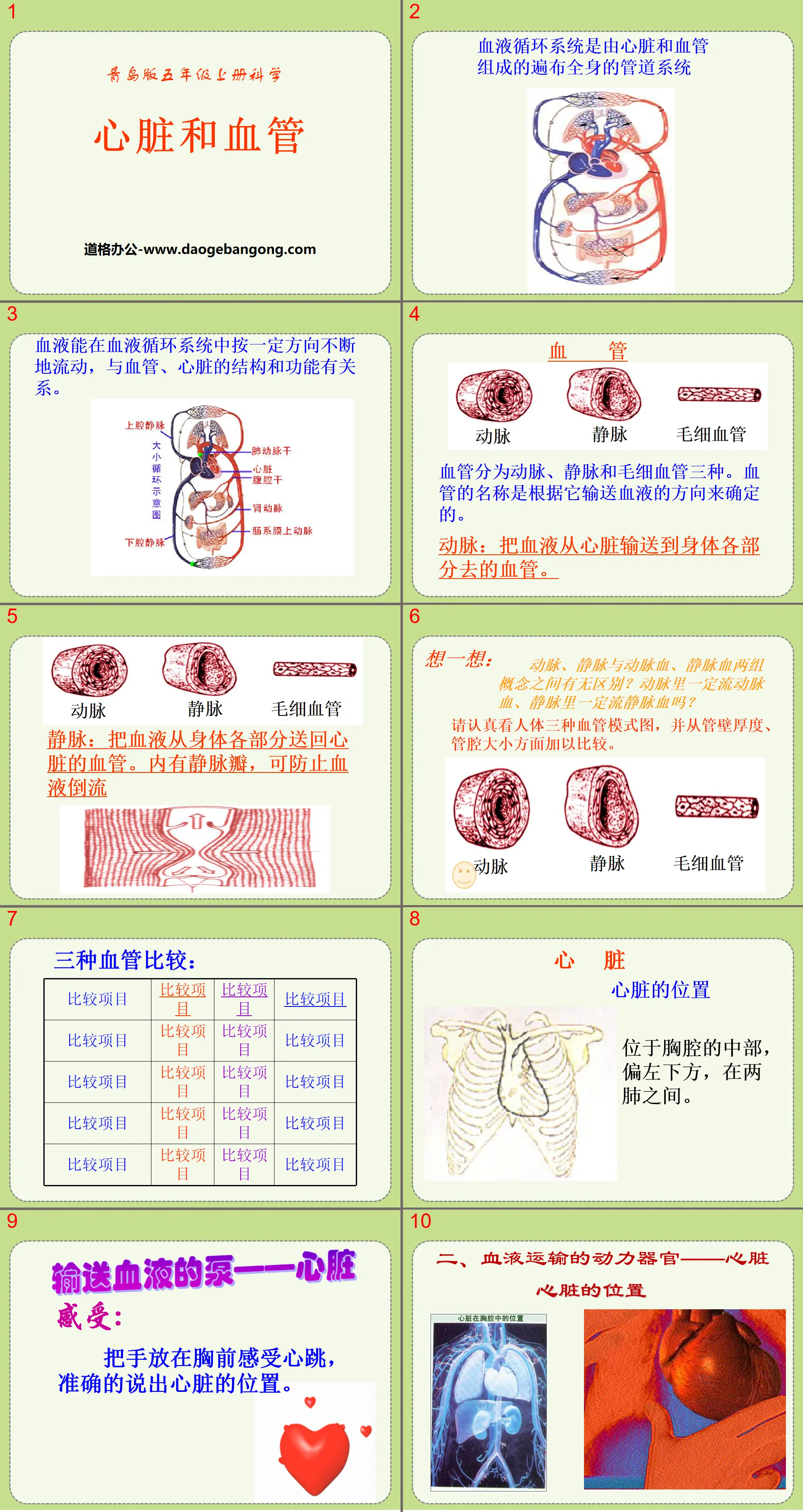 《心臟與血管》PPT課件