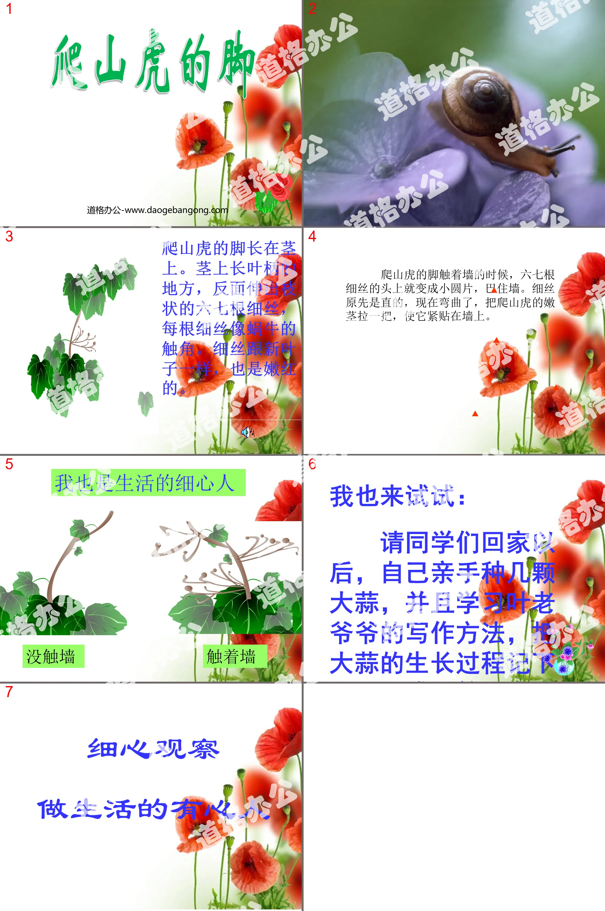 《爬山虎的脚》PPT教学课件下载3
