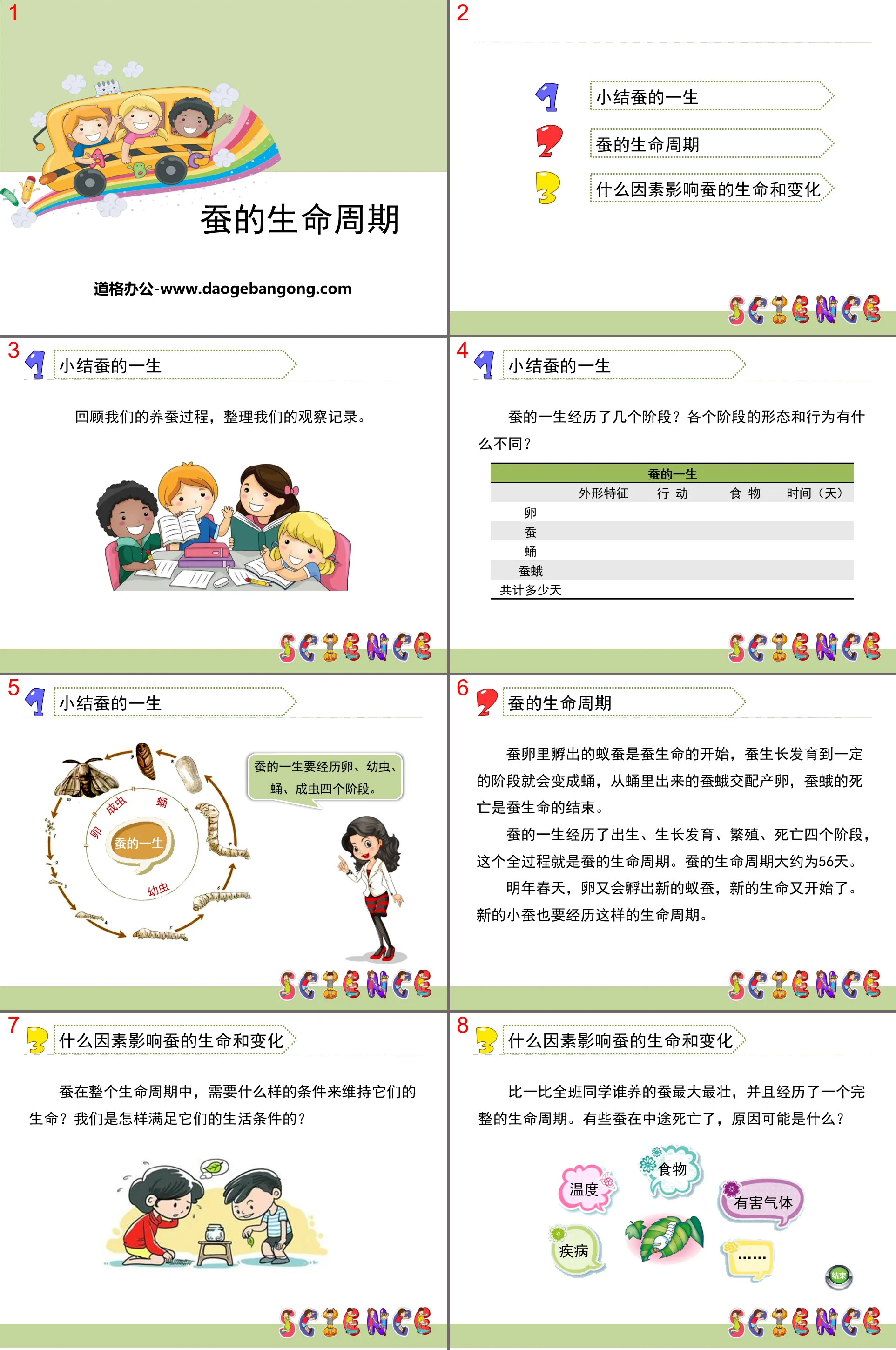 "The Life Cycle of Silkworms" Animal Life Cycle PPT