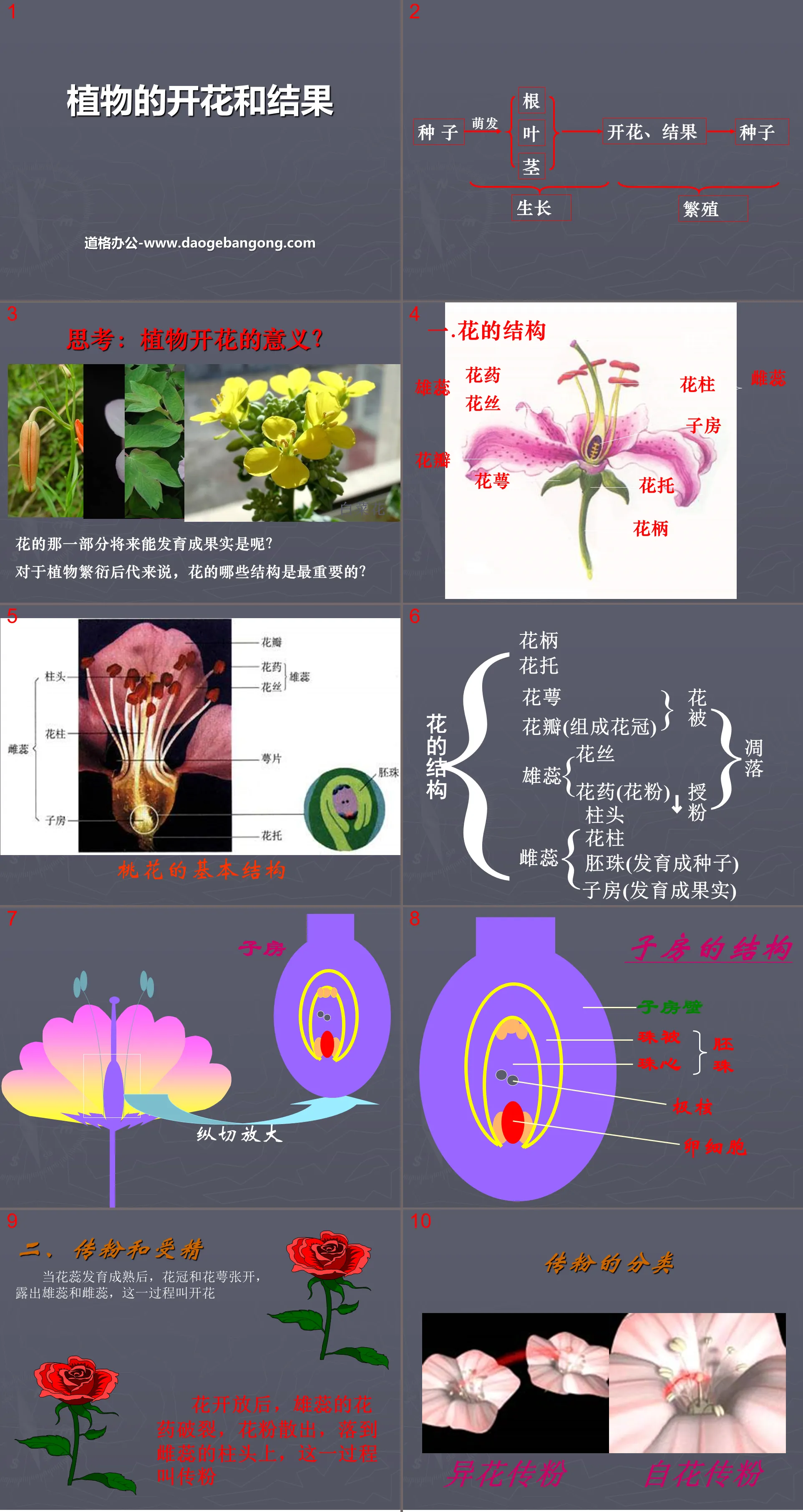 "Blooming and Fruiting of Plants" PPT