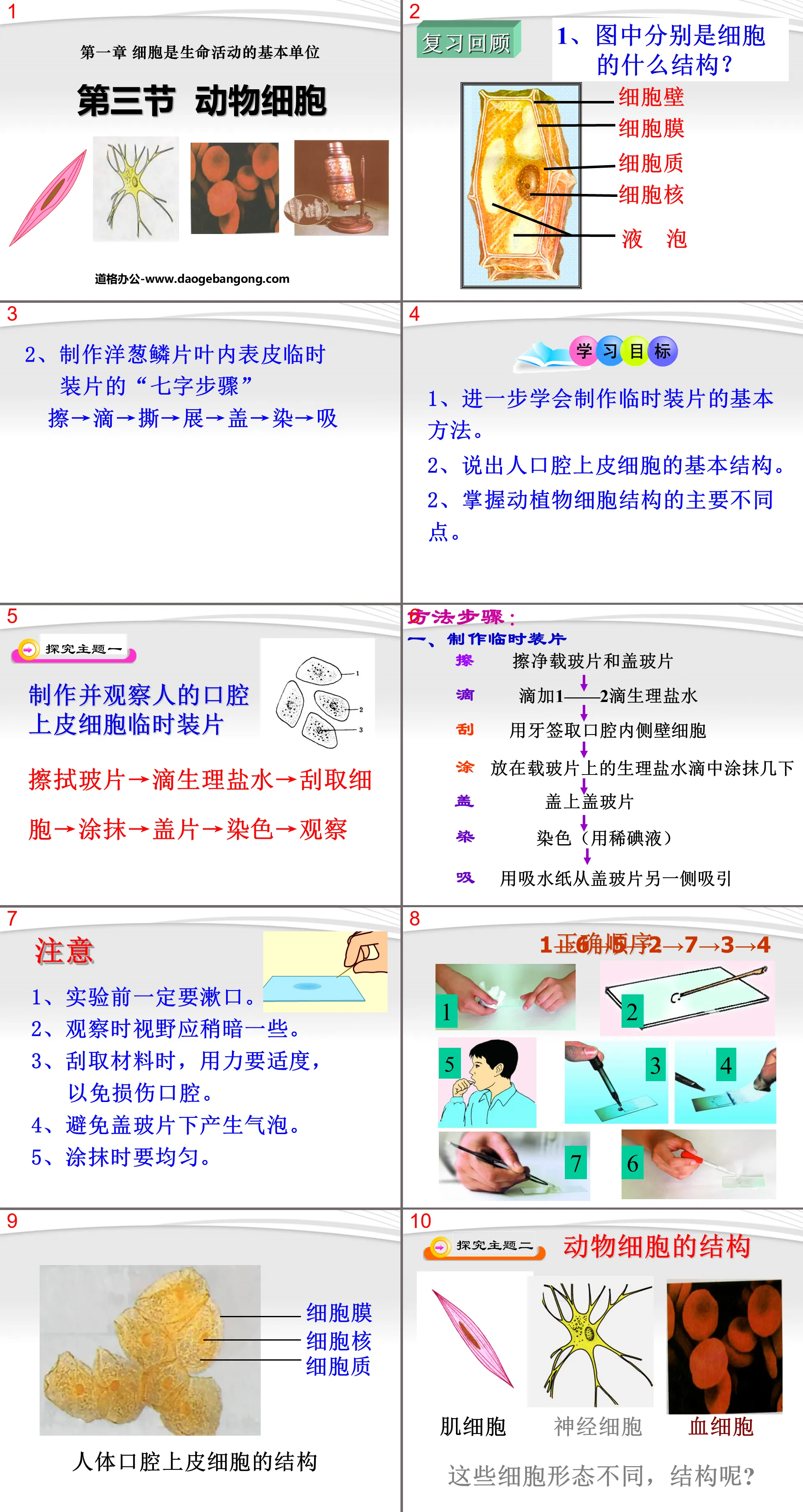 《动物细胞》细胞是生命活动的基本单位PPT课件3
