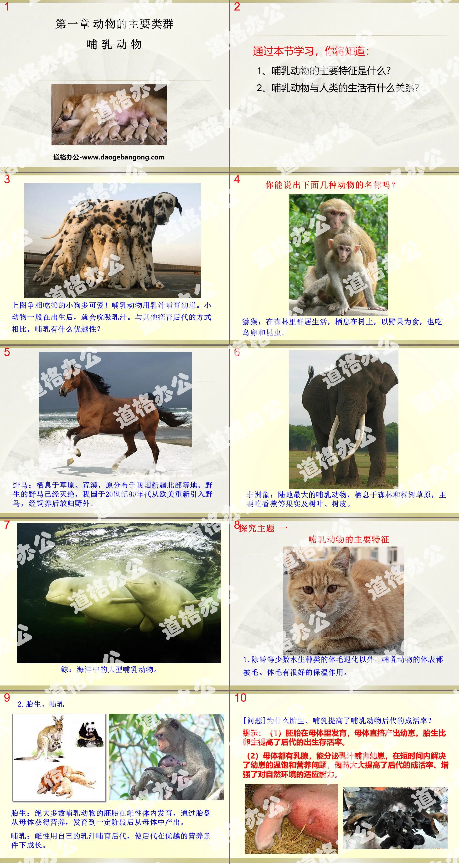 "Mammals" Main groups of animals PPT courseware 2