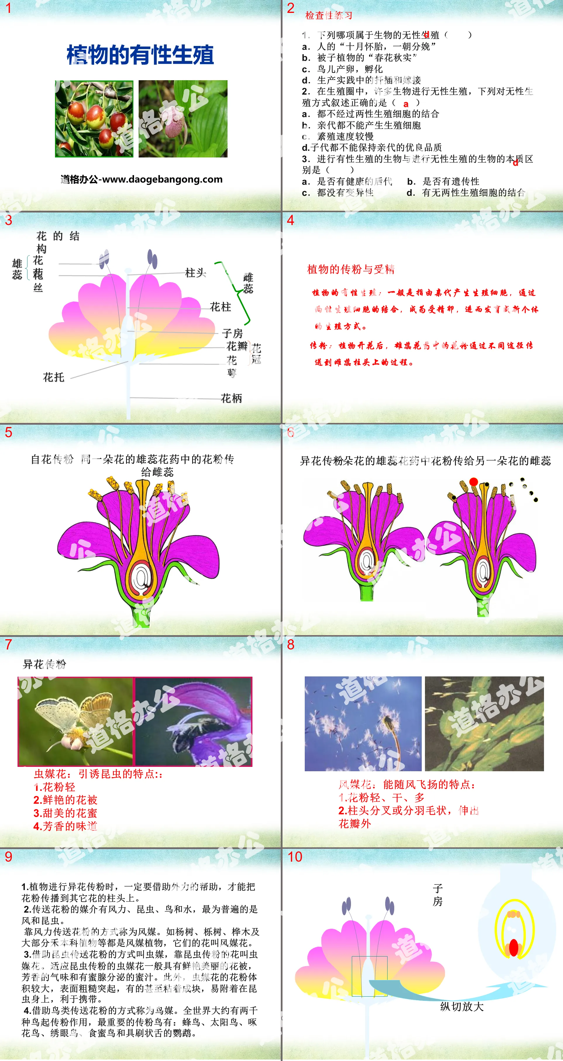 《植物的有性生殖》PPT