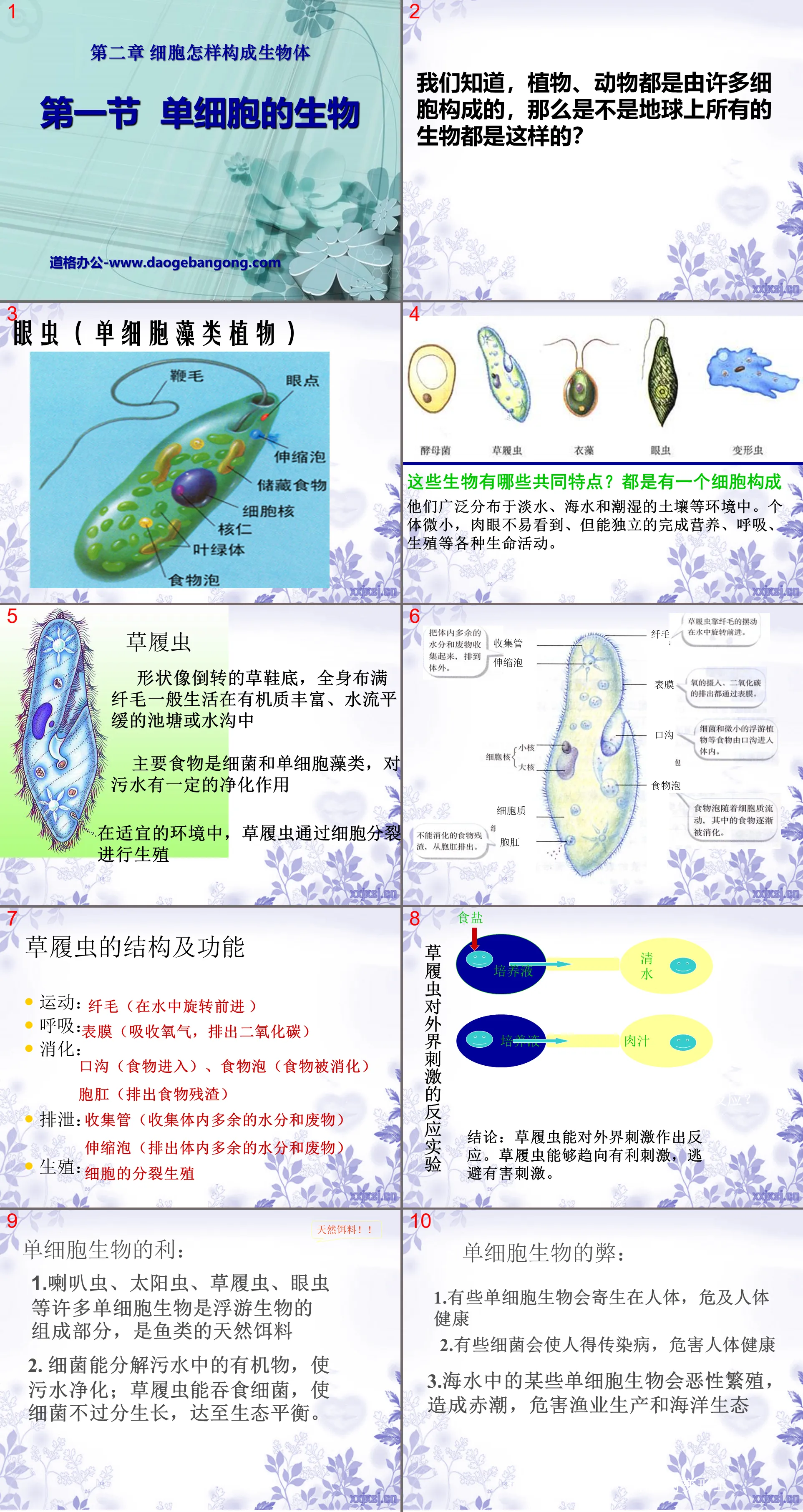 《單細胞生物》細胞怎樣構成生物體PPT課程7