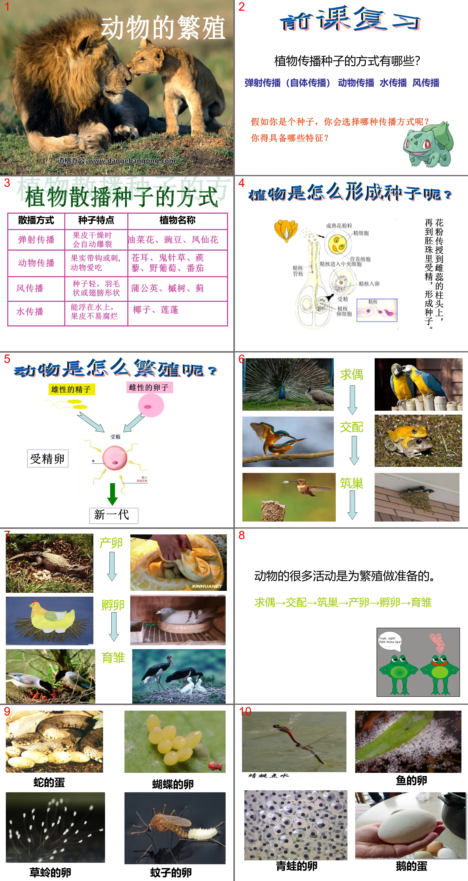 《動物的繁殖》新的生命PPT課件3