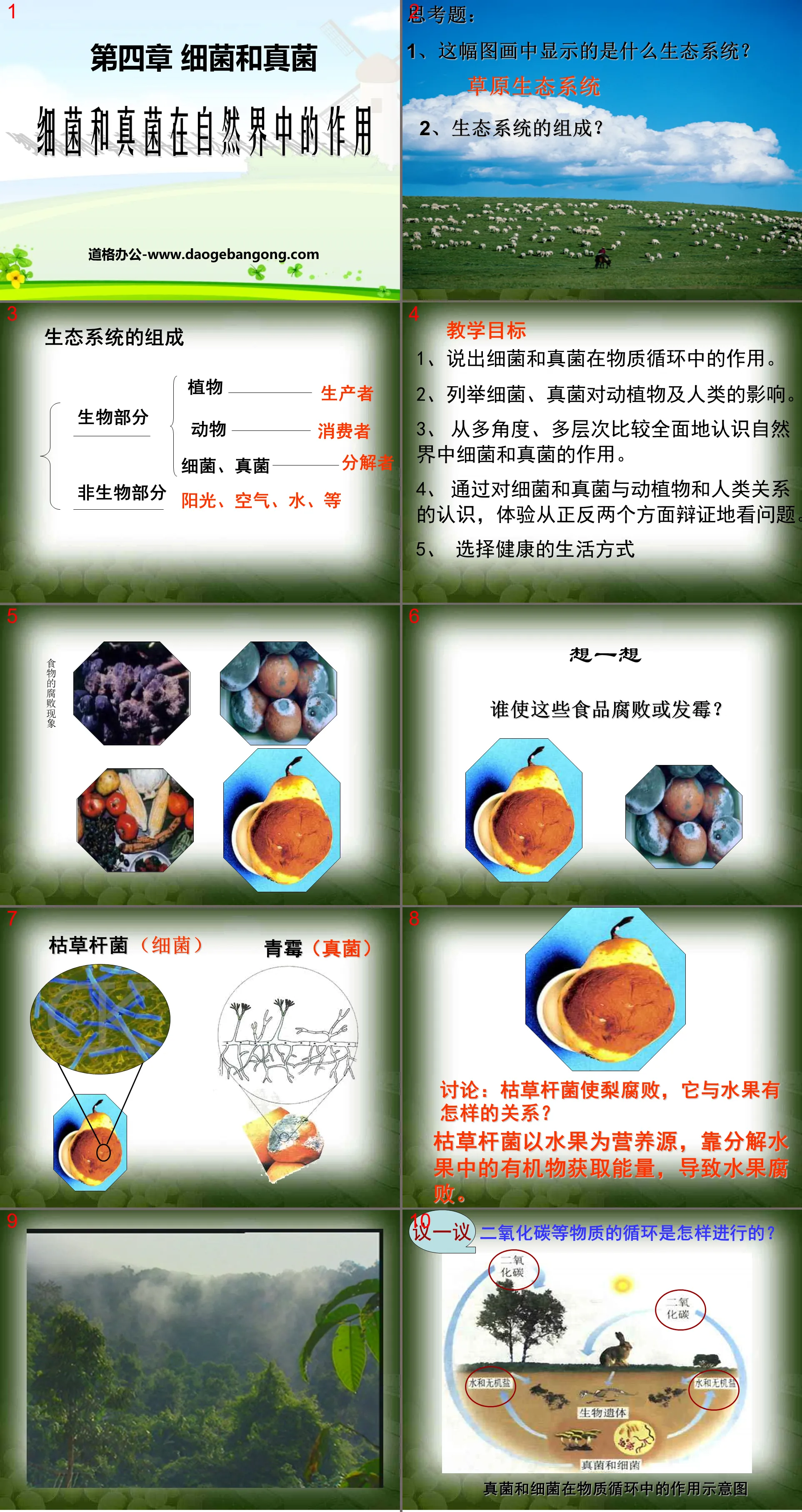 « Le rôle des bactéries et des champignons dans la nature » Cours PPT sur les bactéries et les champignons 4