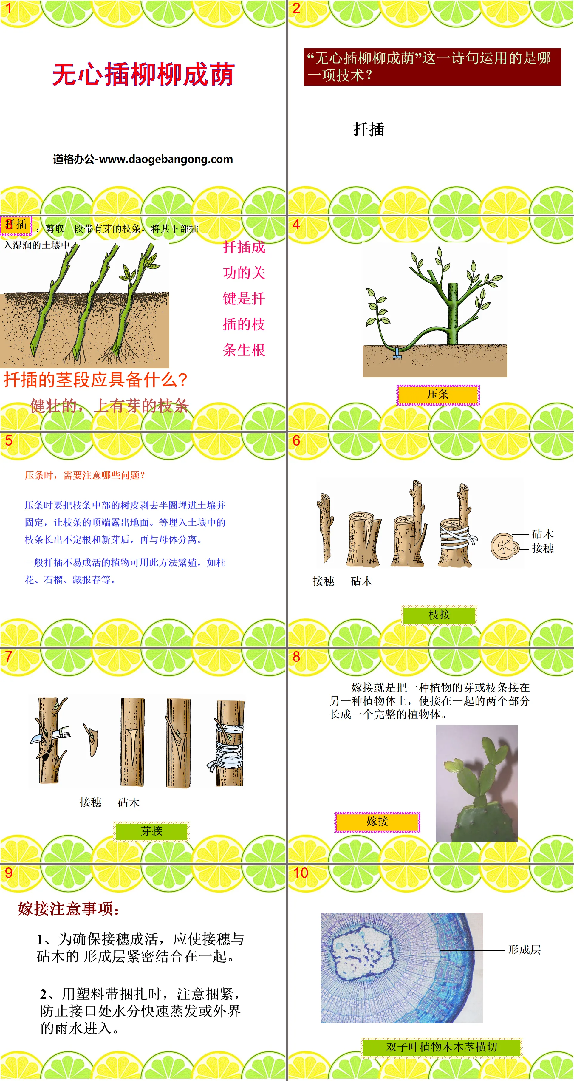 《 无心插柳柳成荫 》PPT