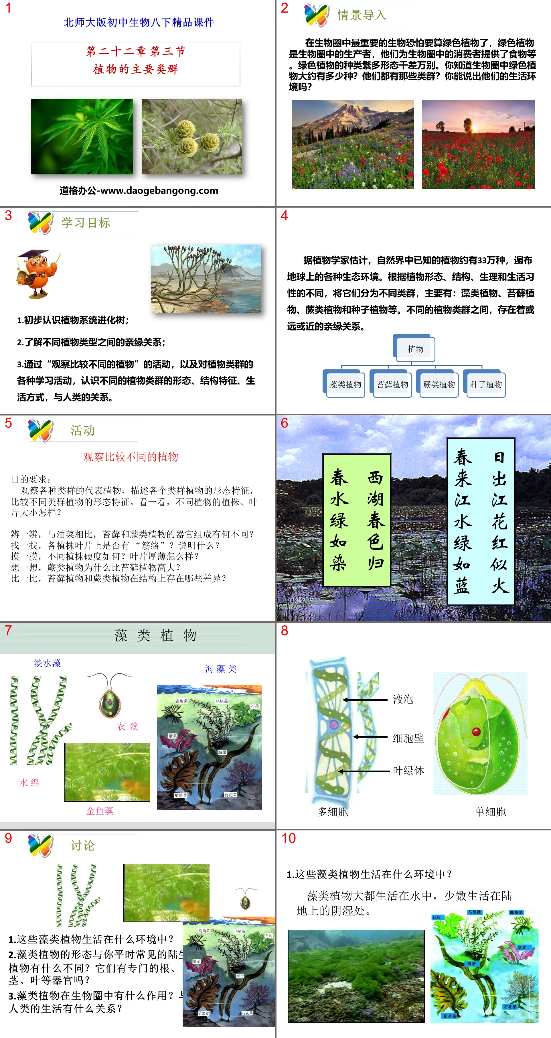"Main Groups of Plants" PPT courseware download
