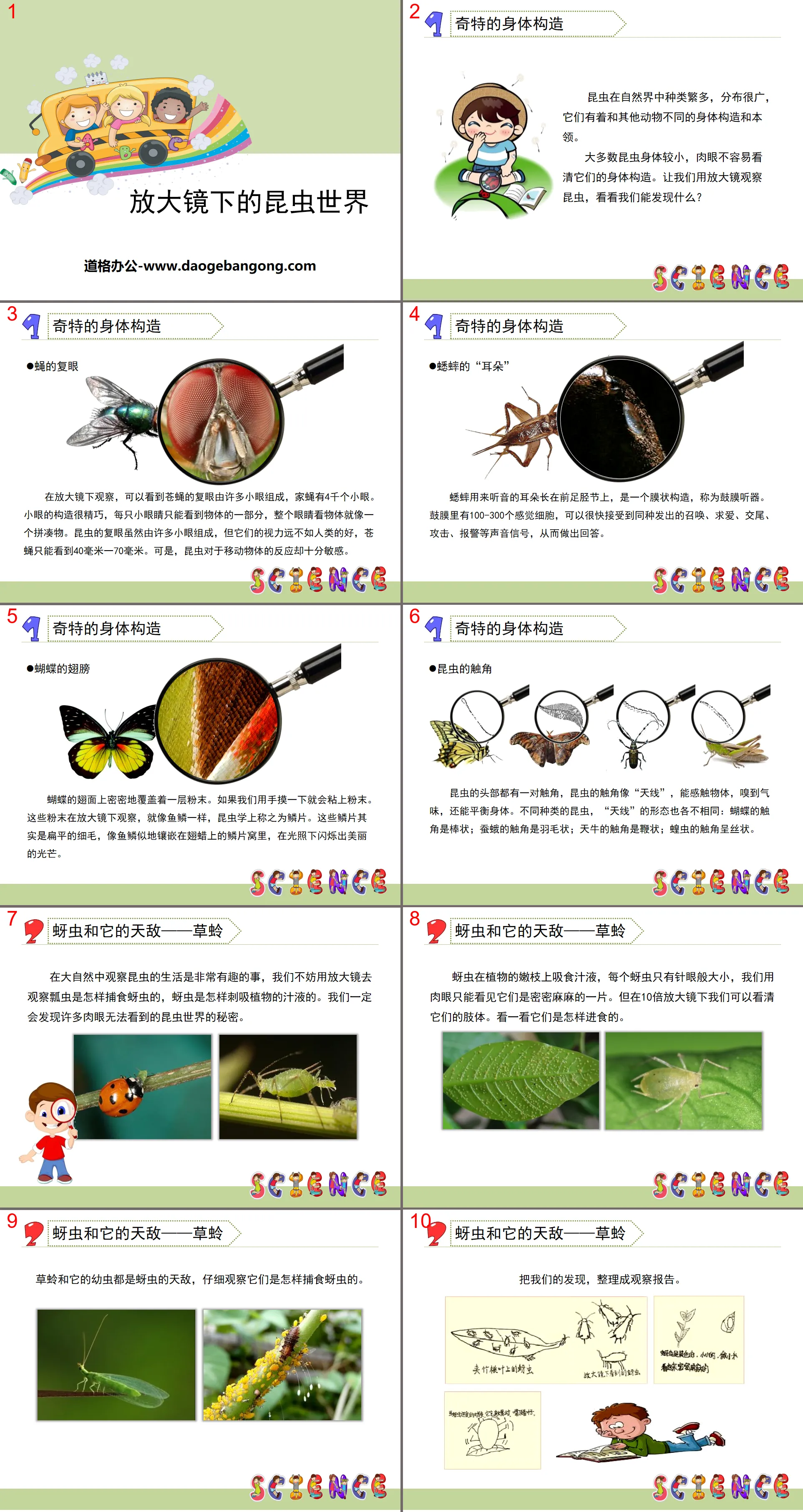 "Insect World under the Magnifying Glass" Micro World PPT