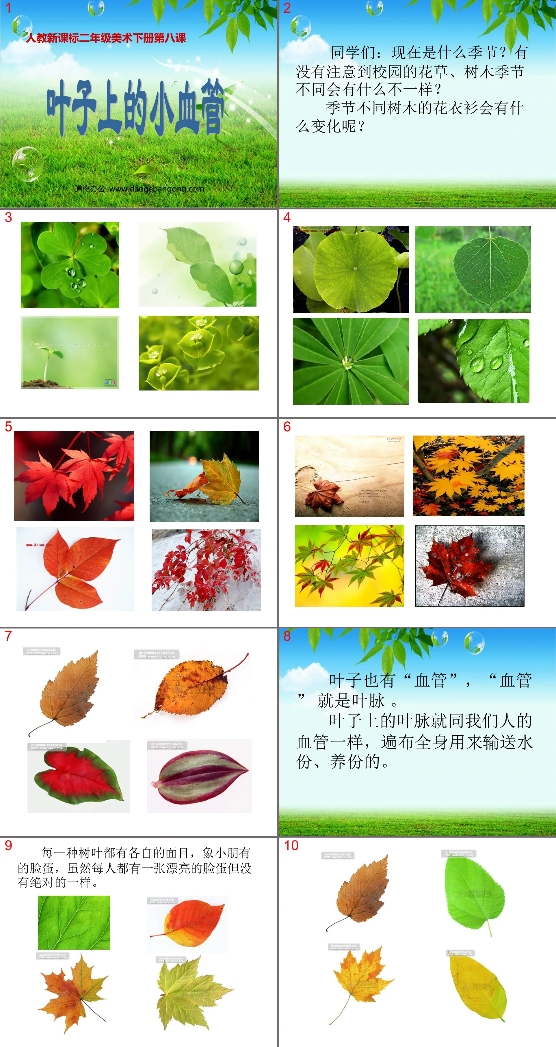 "Small Blood Vessels on Leaves" PPT Courseware 3