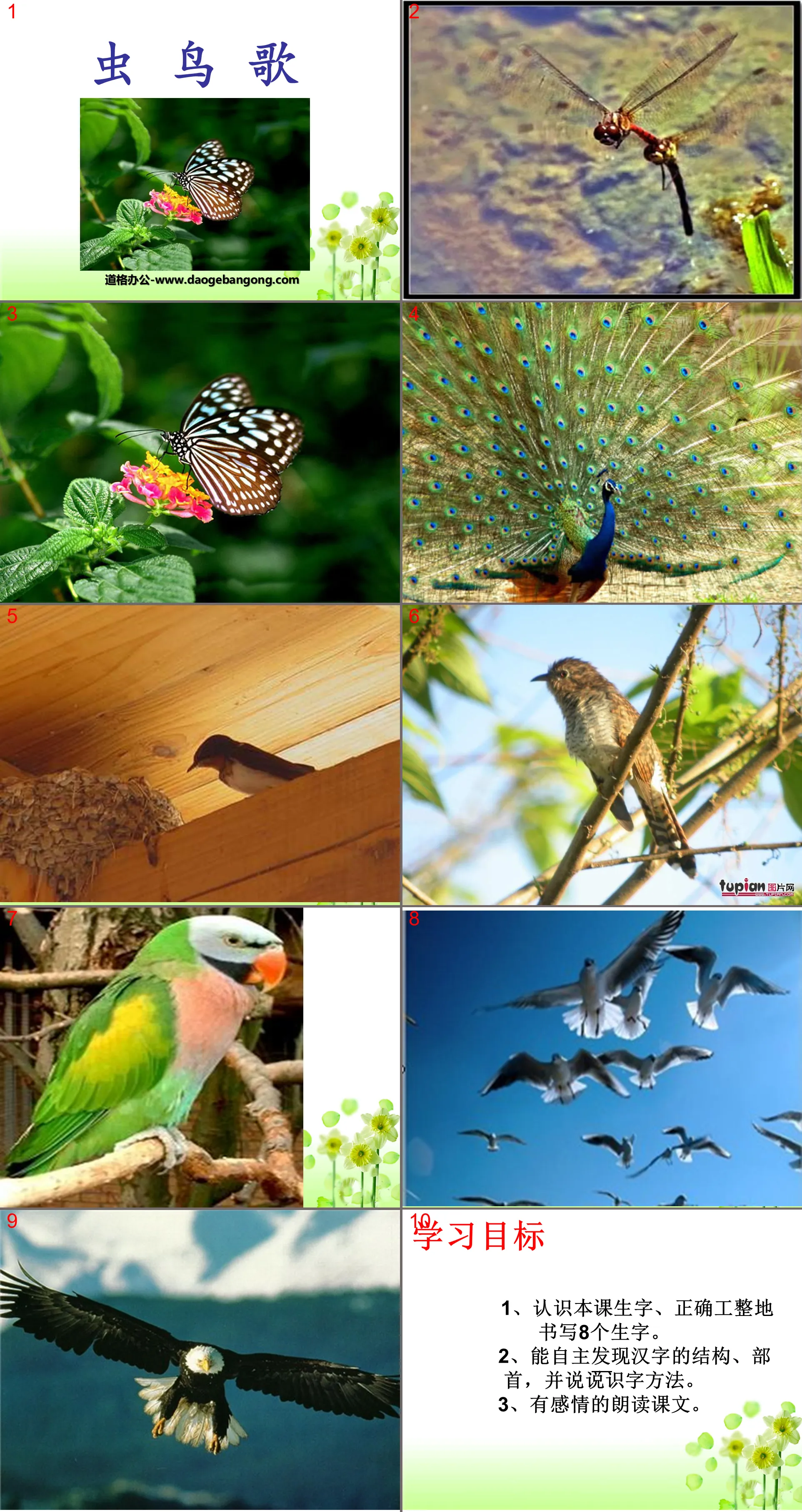 "Insect and Bird Song" PPT courseware 2