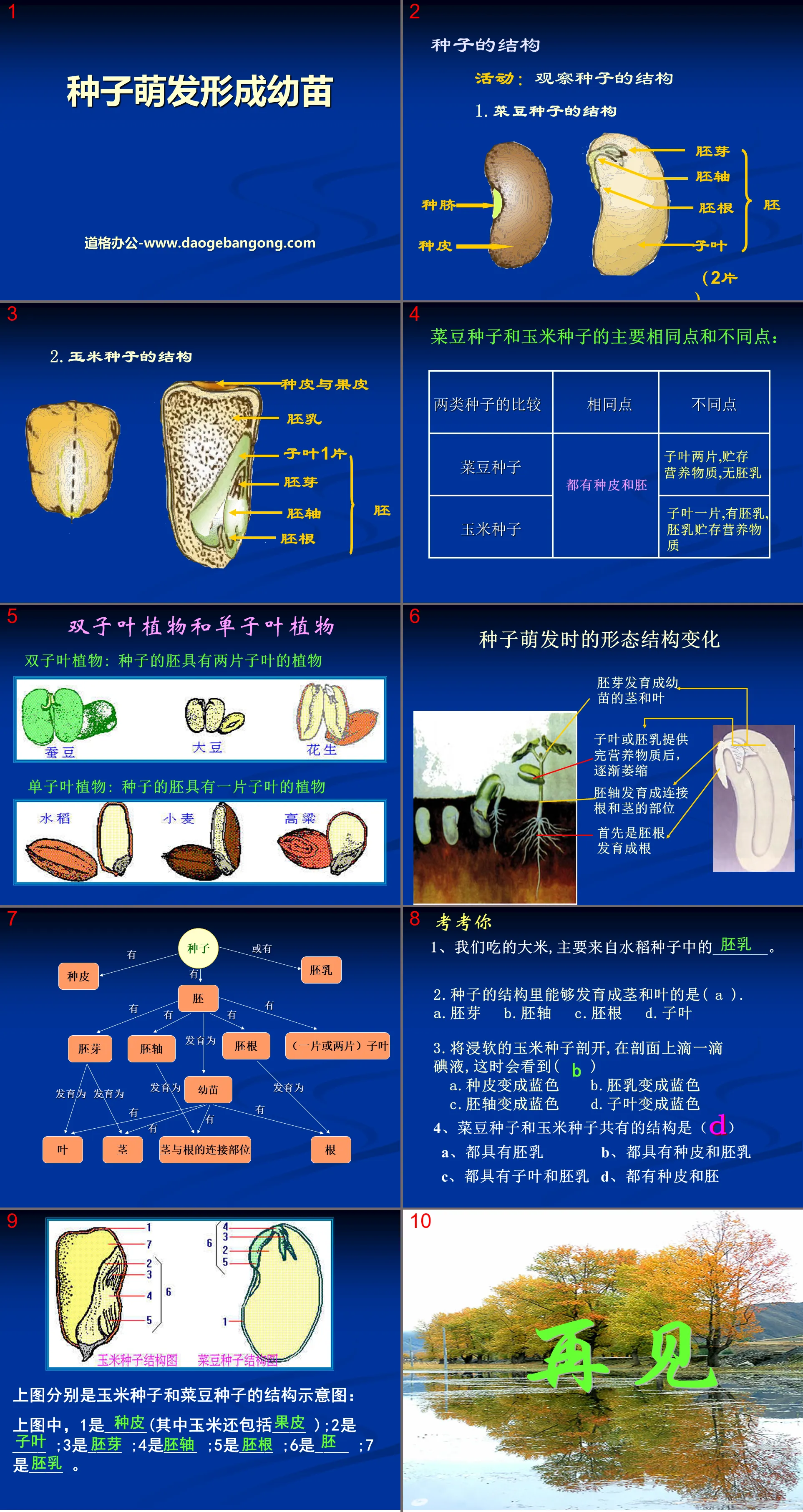 《種子萌發形成幼苗》PPT